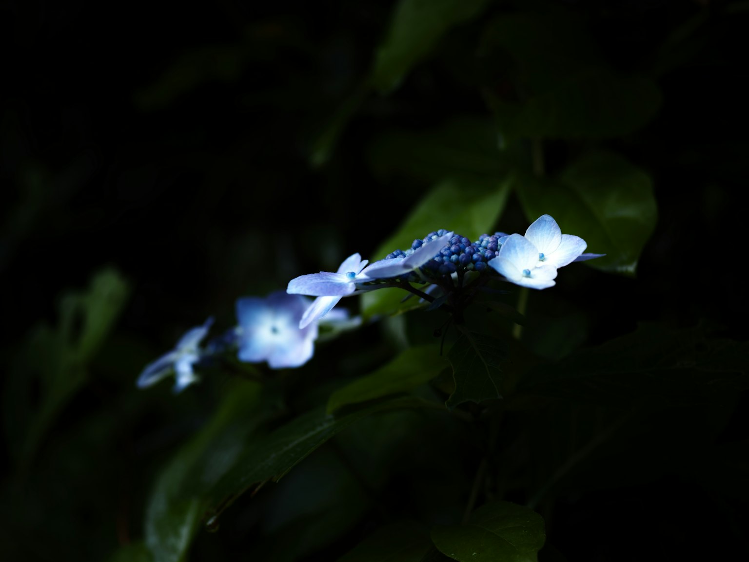 在黑暗背景下照亮的蓝色花朵群