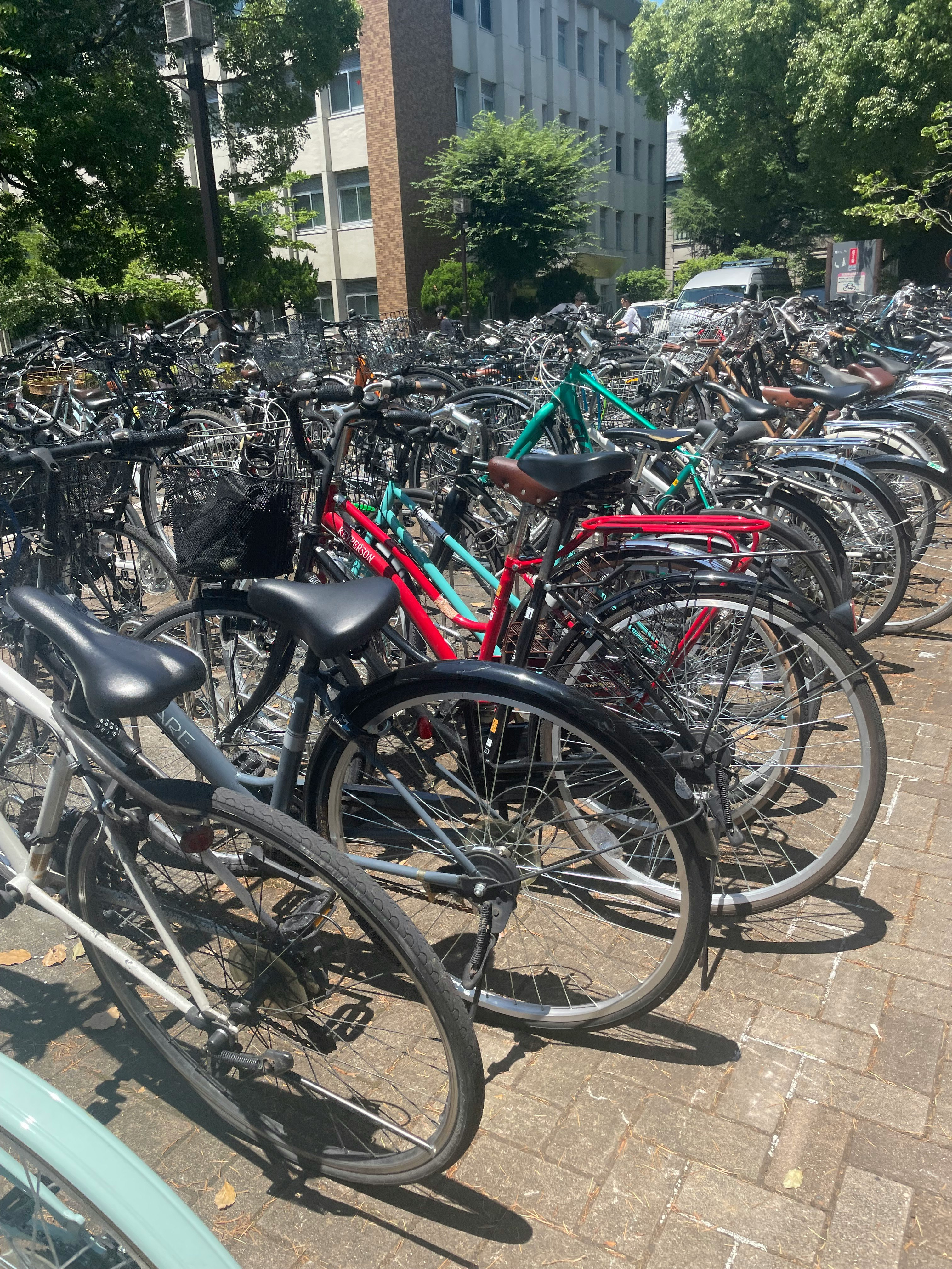 京都大学構内に並ぶ自転車の群れ