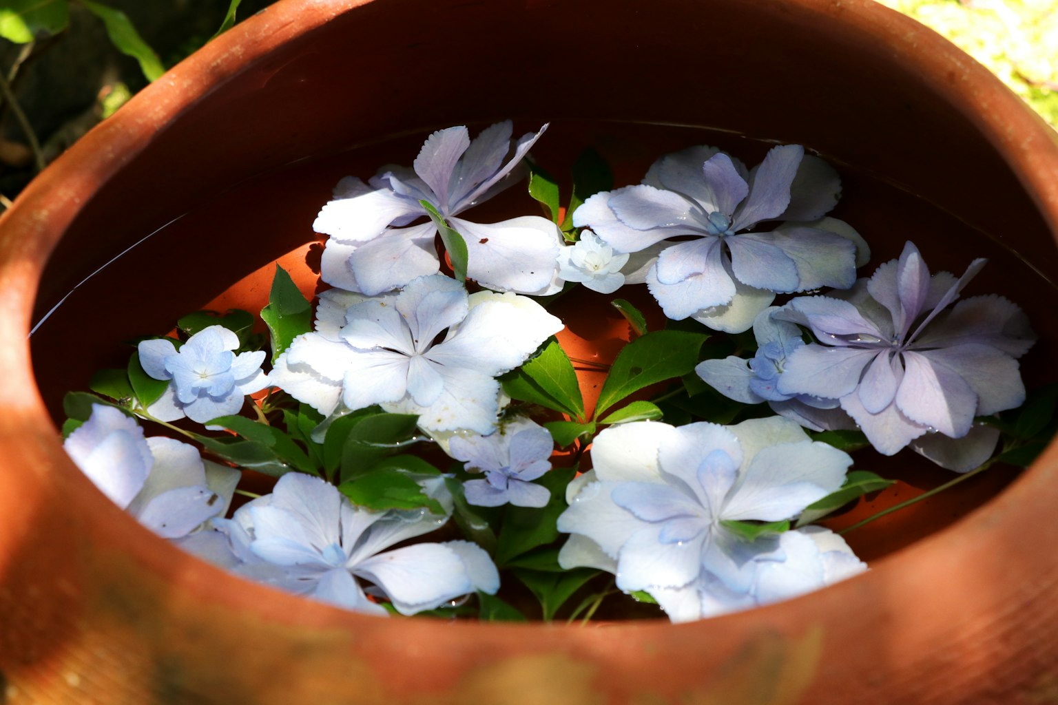 Maceta de barro llena de flores azules flotantes y hojas verdes