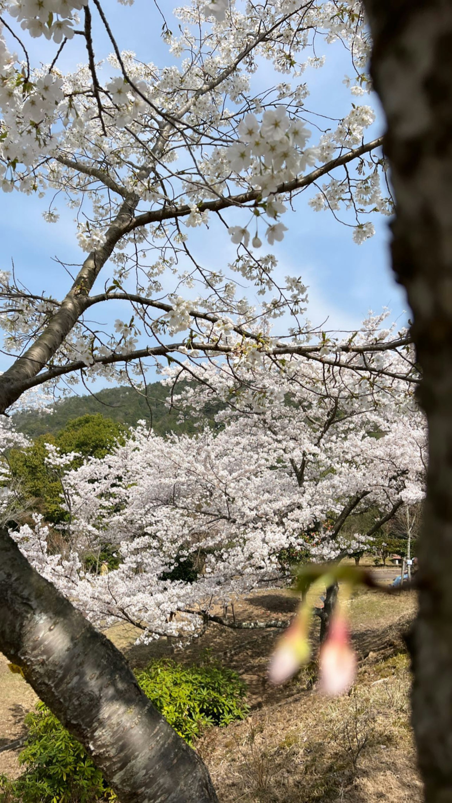 Des cerisiers en fleurs sous un ciel bleu clair