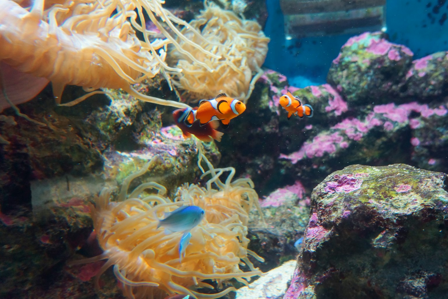 Pemandangan bawah air berwarna-warni dengan ikan badut oranye dan putih berenang di antara rumput laut dan karang