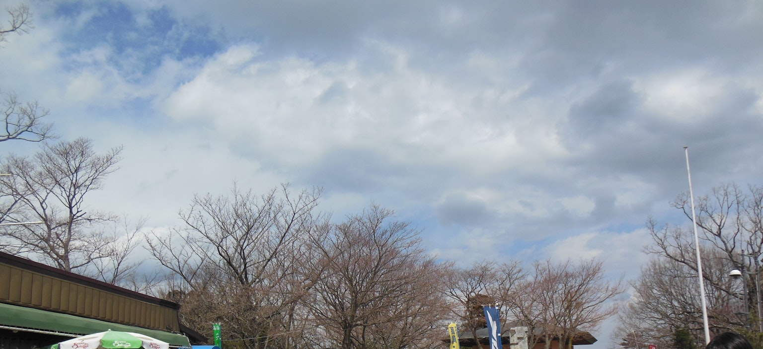 陰雲密布的天空與光禿的樹木和街道景觀