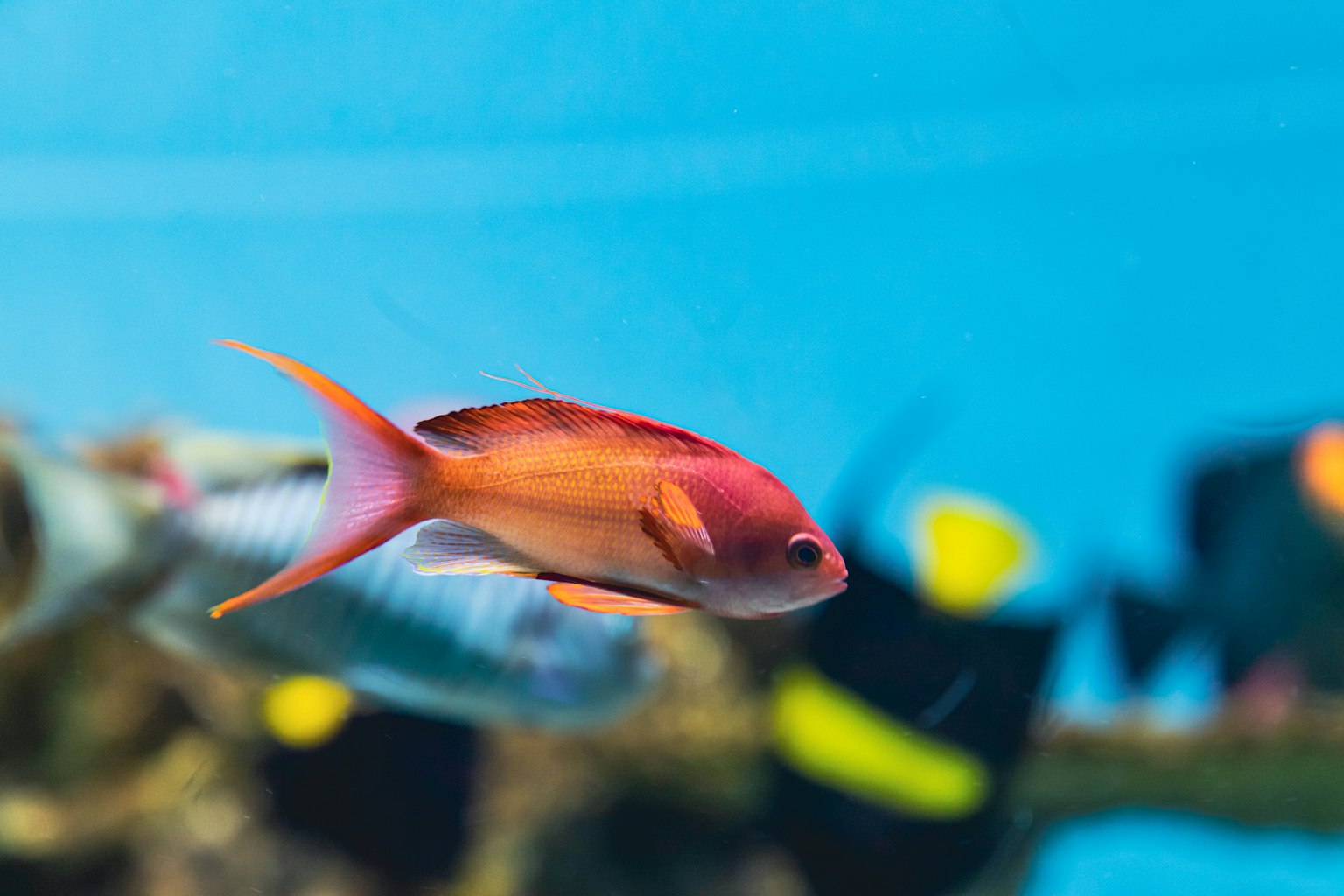 Orange und rosa Fisch schwimmt im blauen Wasser