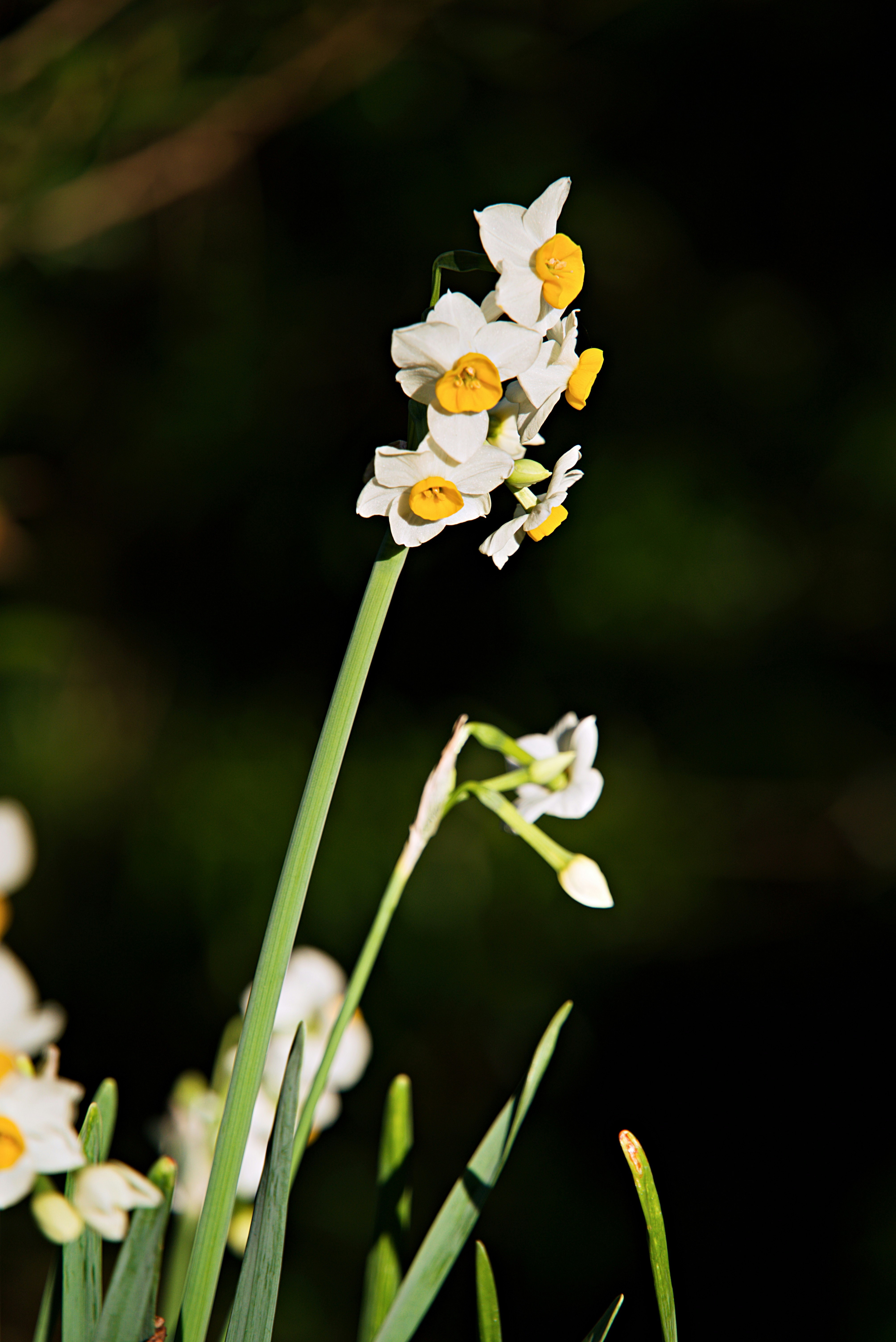 白い花と黄色い花芯が際立つ花のクローズアップ
