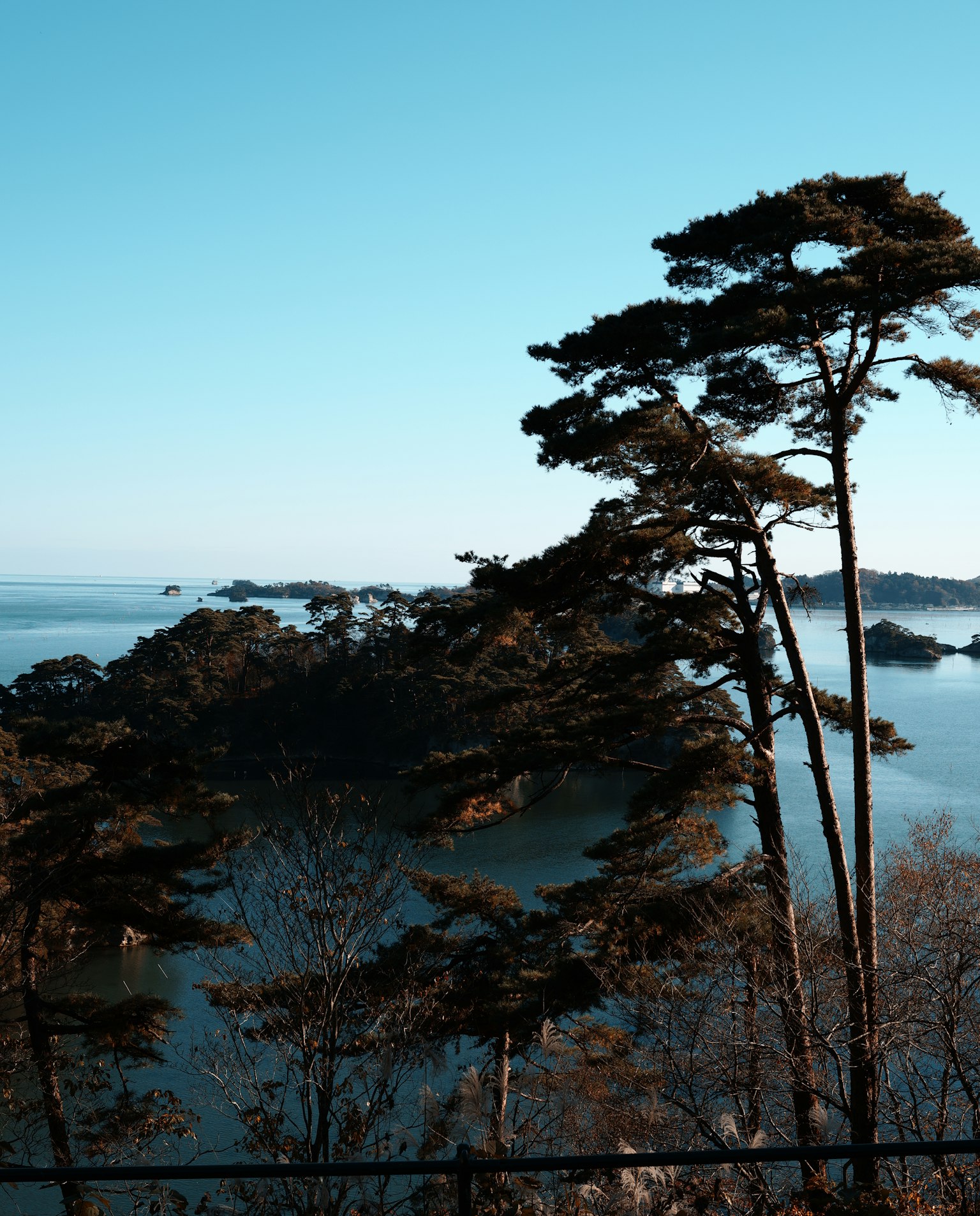 藍天背景下高大的松樹俯瞰平靜的海洋和遠處的島嶼