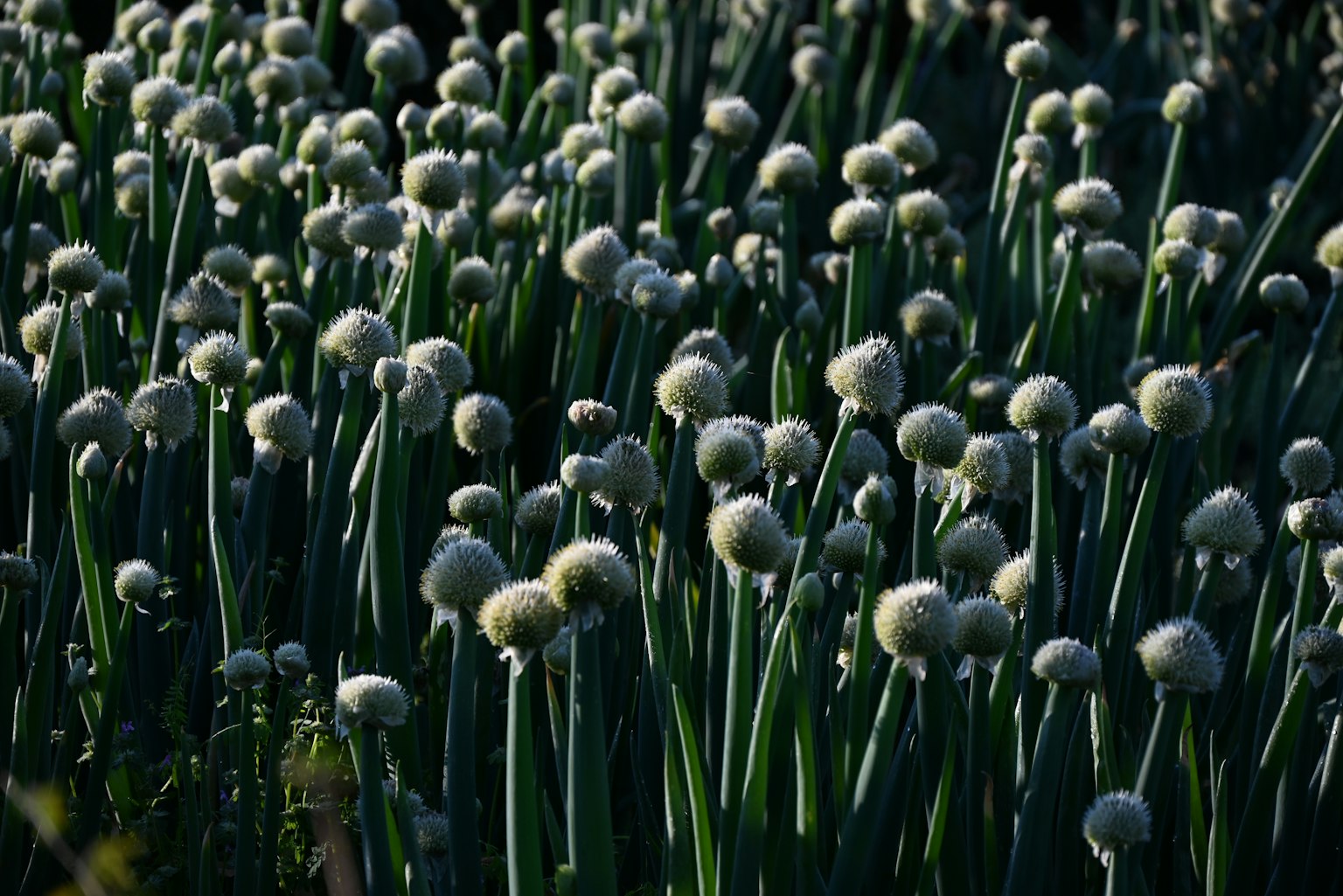 Grupo de plantas de cebolla verde con tallos verdes largos y botones florales blancos redondeados