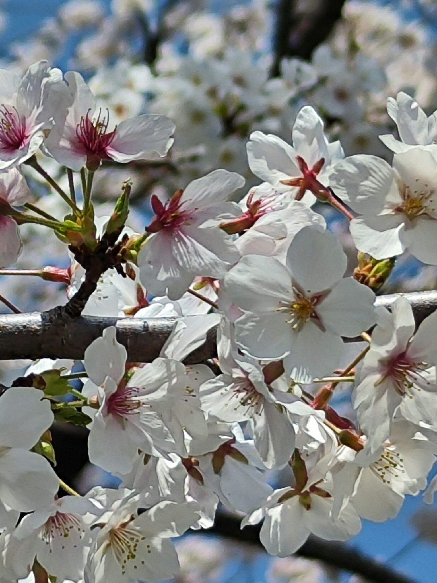 Close-up of cherry blossoms on a branch
