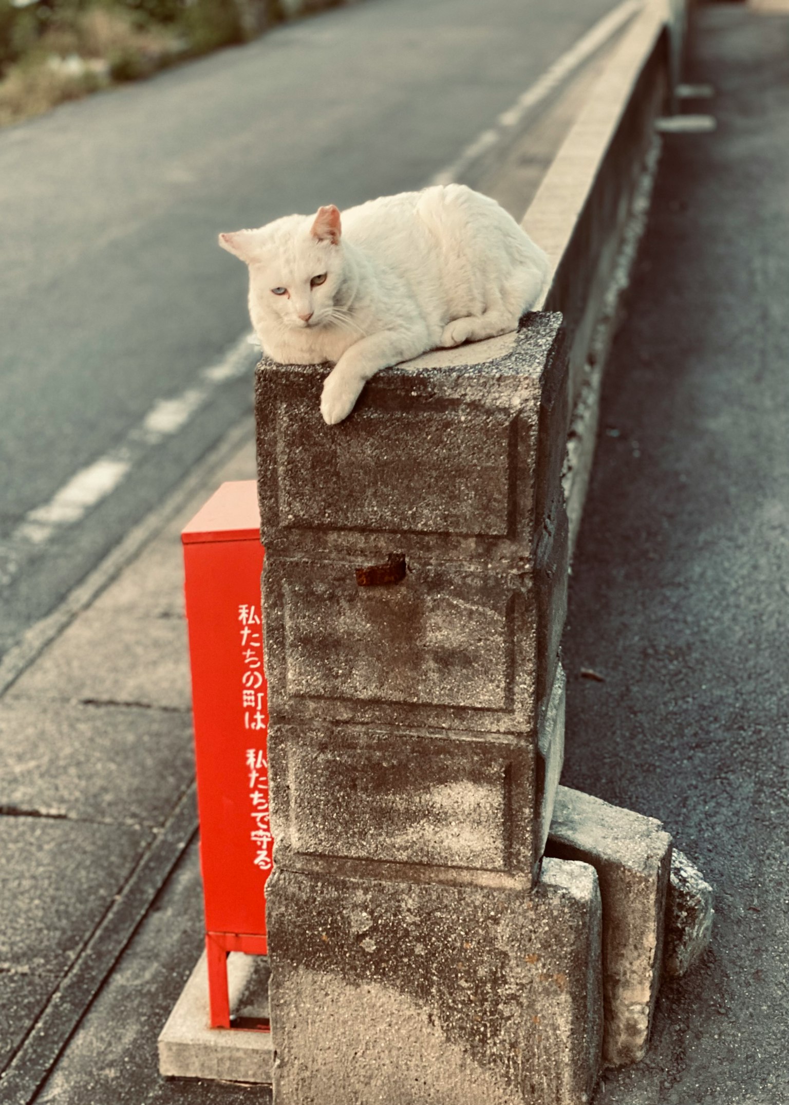 Un gatto bianco sdraiato su una barriera di cemento