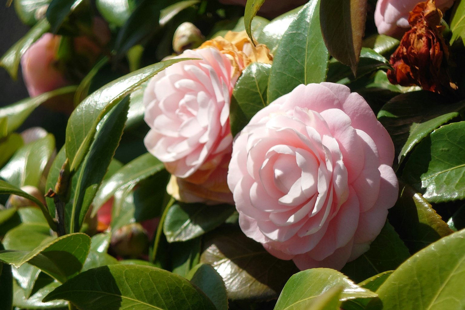 Bellissimo scenario di fiori di camelia rosa pallido che fioriscono tra le foglie verdi