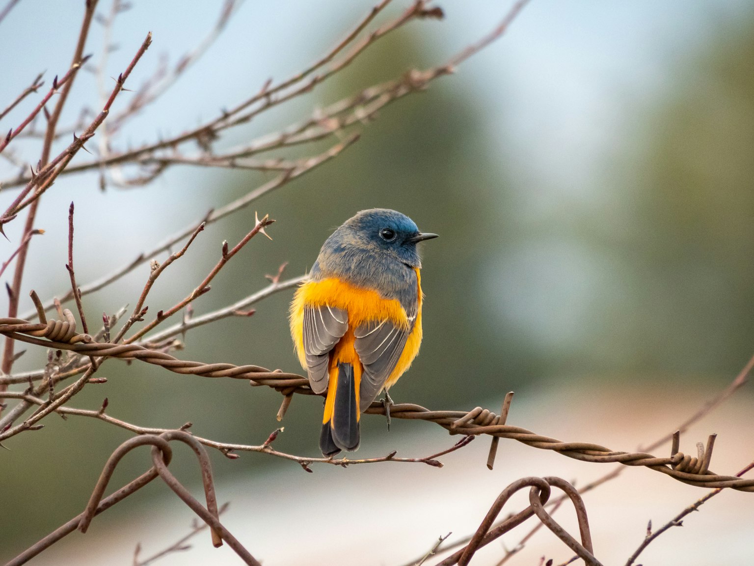 Un piccolo uccello con testa blu e pancia arancione appollaiato su un ramo
