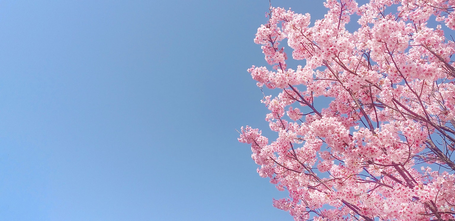 Branches de cerisier en fleurs sur un ciel bleu