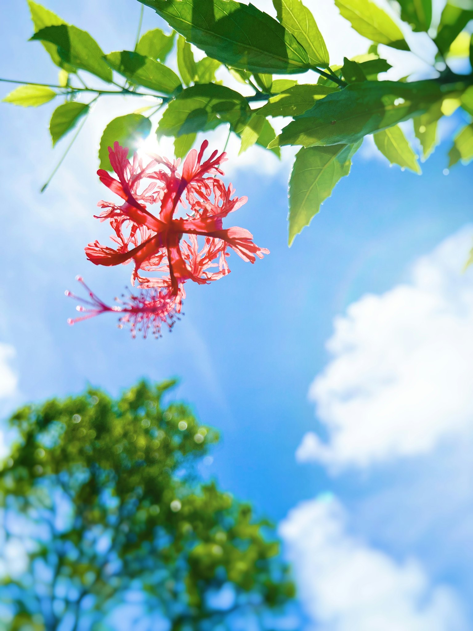 Flor roja floreciendo entre hojas verdes bajo un cielo azul