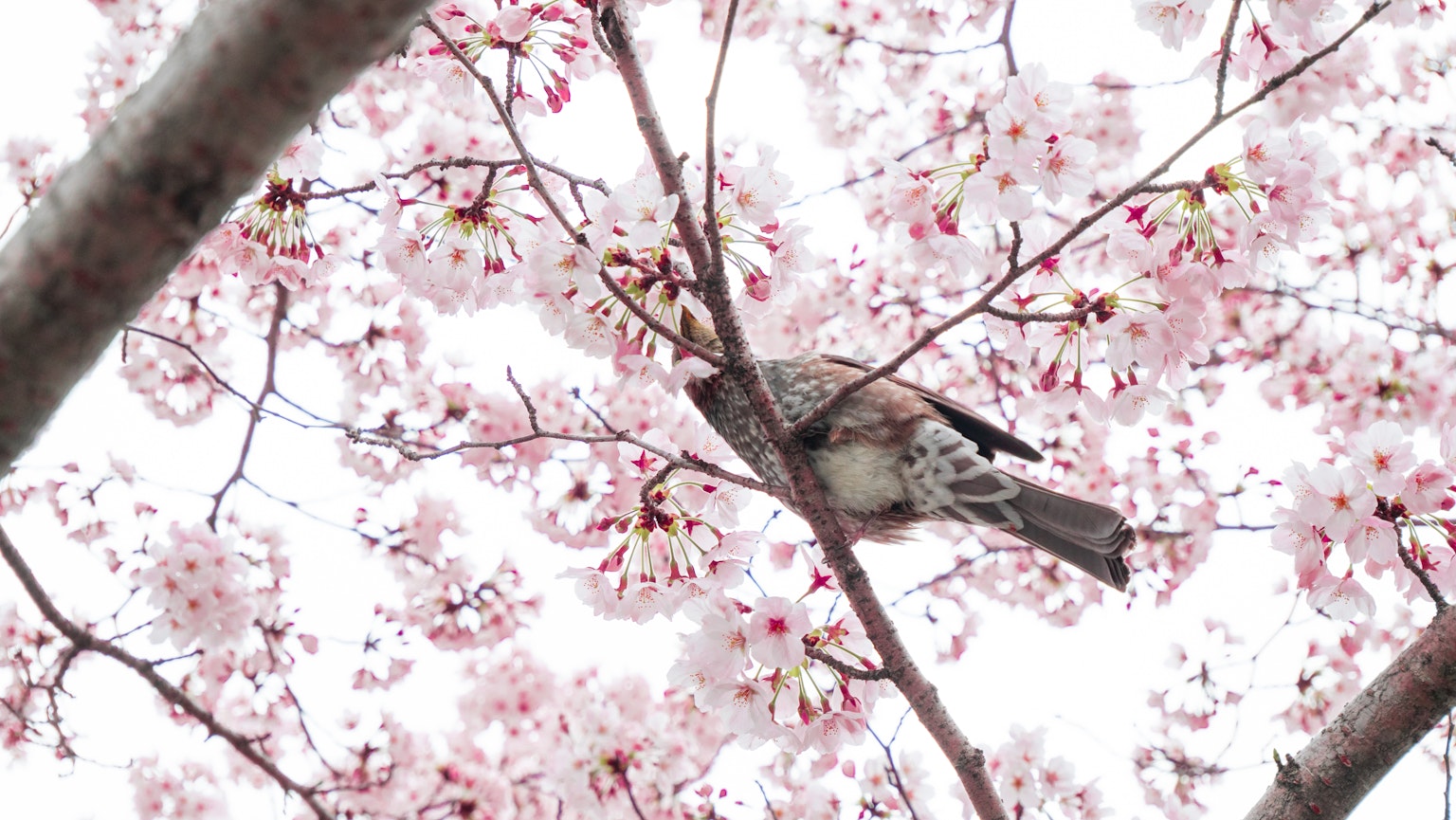 Un pájaro posado en ramas de cerezo en flor