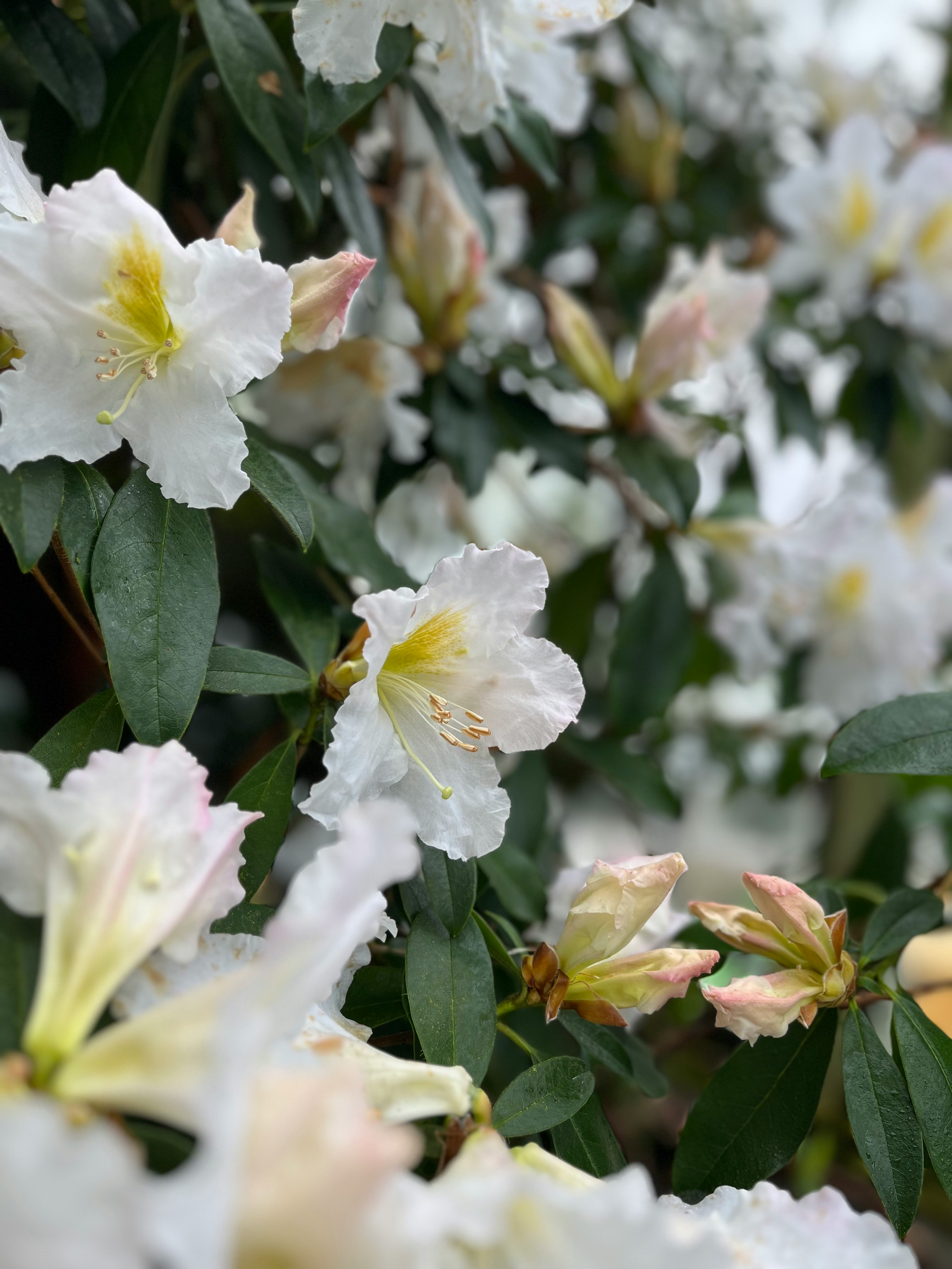 grappolo di fiori di azalea bianchi