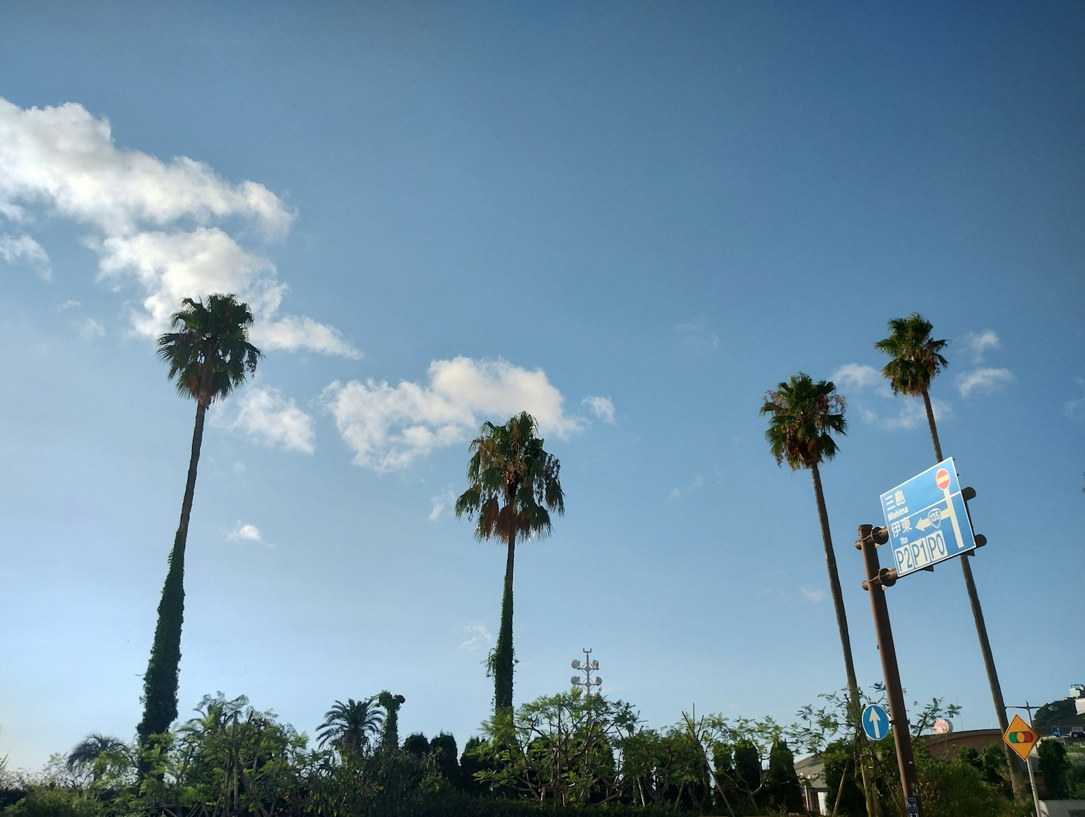 Paesaggio con palme contro un cielo blu