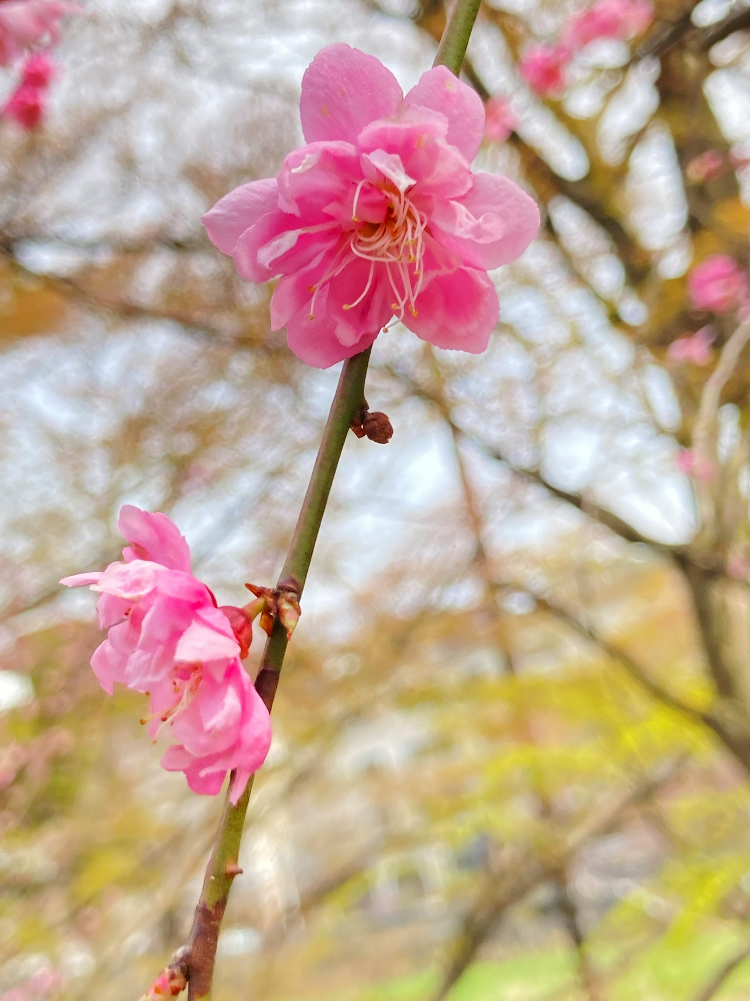 Nahaufnahme von rosa Kirschblüten an einem Zweig