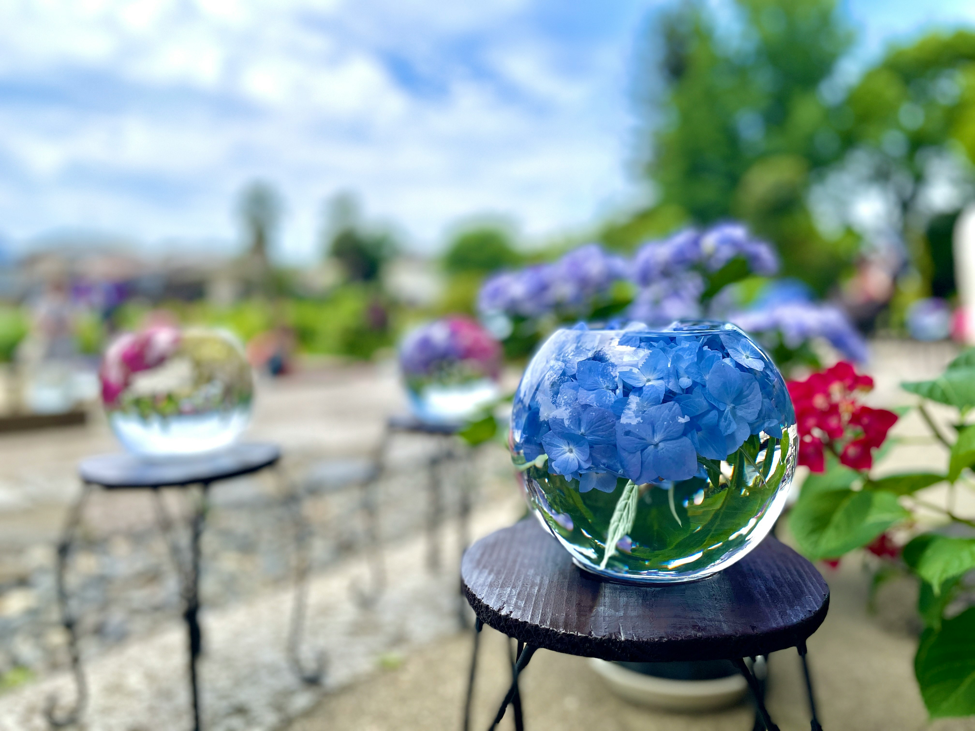 紫陽花の花壇を背景にした青いガラスの花器