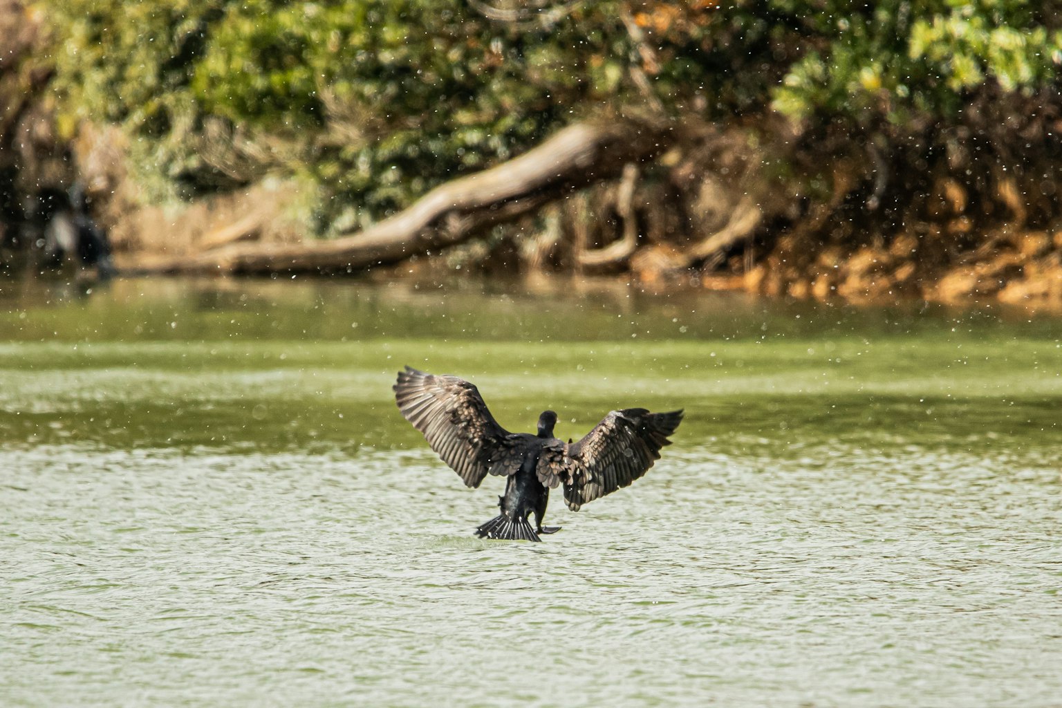 一隻黑鳥在水邊展翅