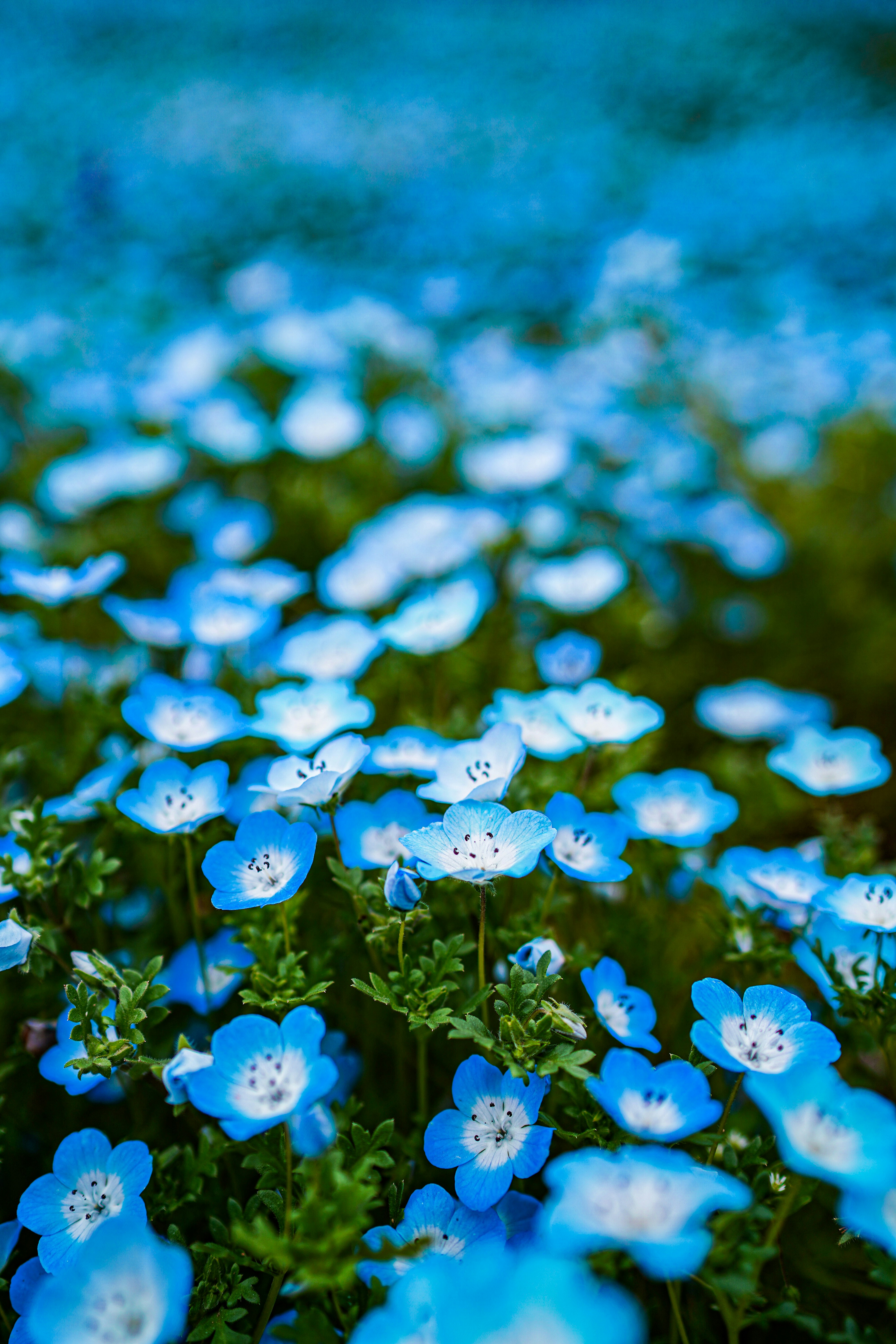青い花が咲き並ぶ花畑のボケ背景