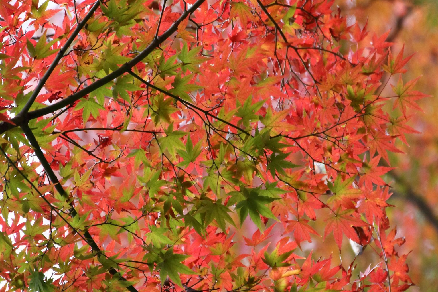 Foglie di acero rosse e verdi vivaci che mostrano una bella scena autunnale