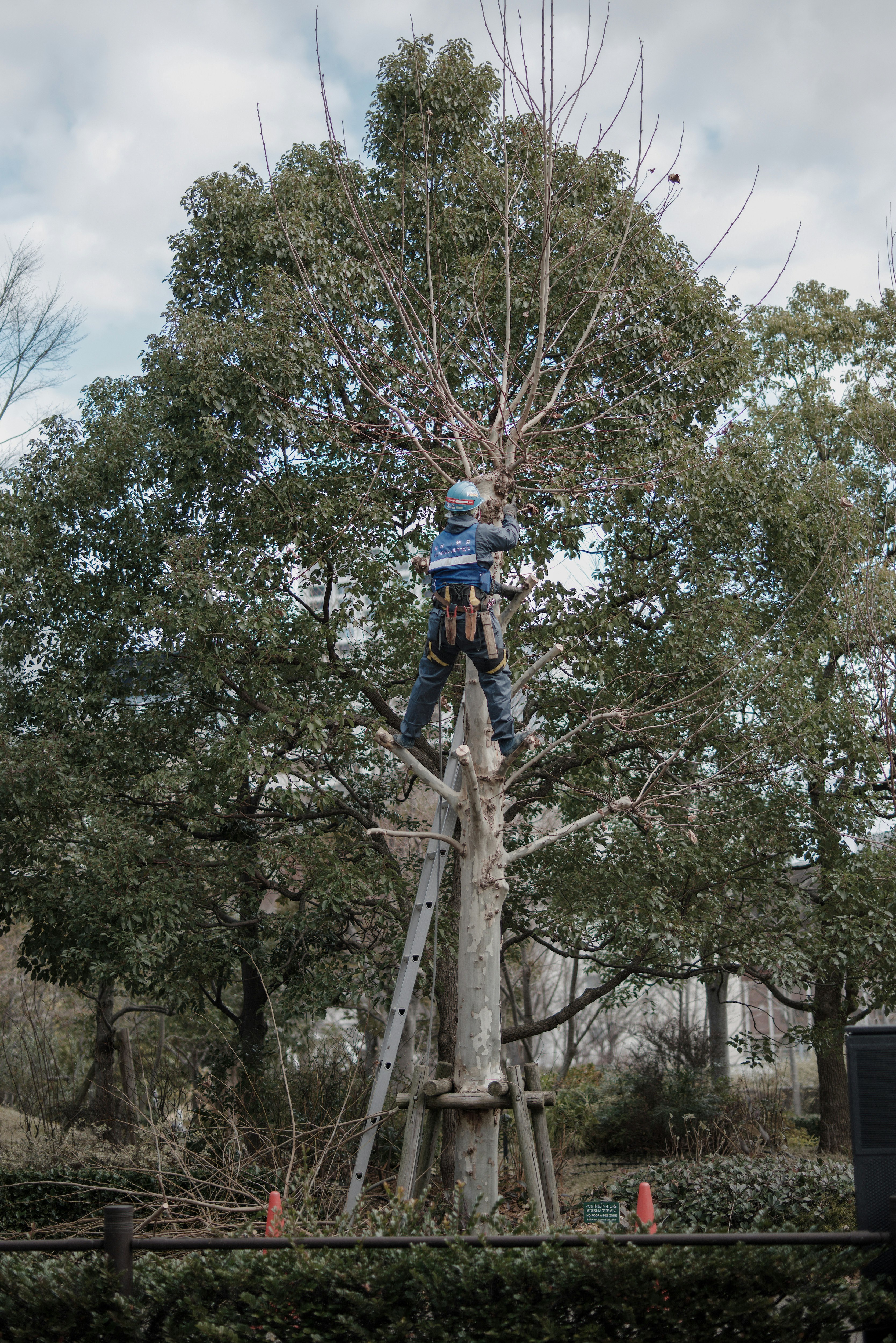 park scene with a worker climbing a pruned tree trunk
