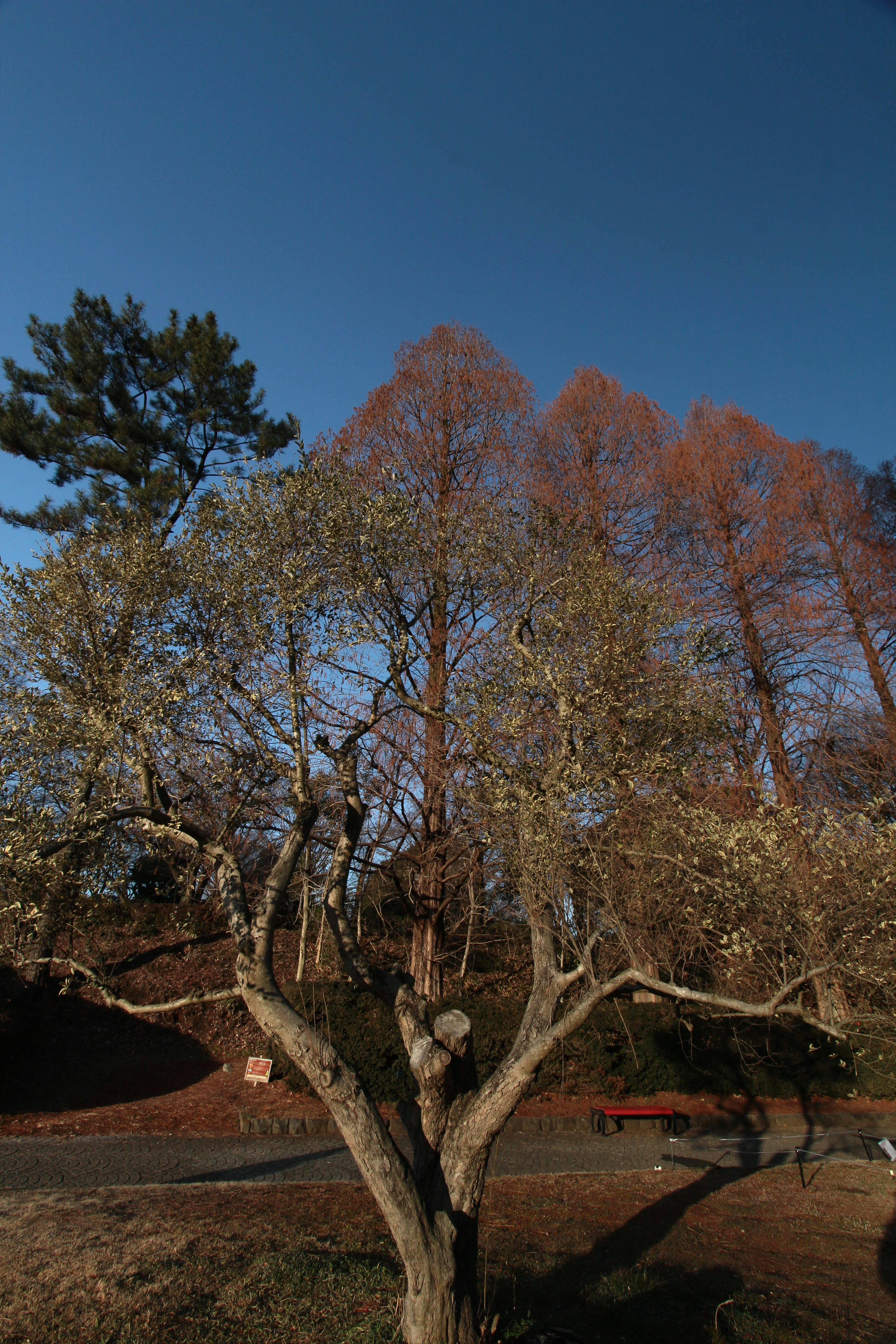 3種の樹木と赤いベンチのある公園の風景