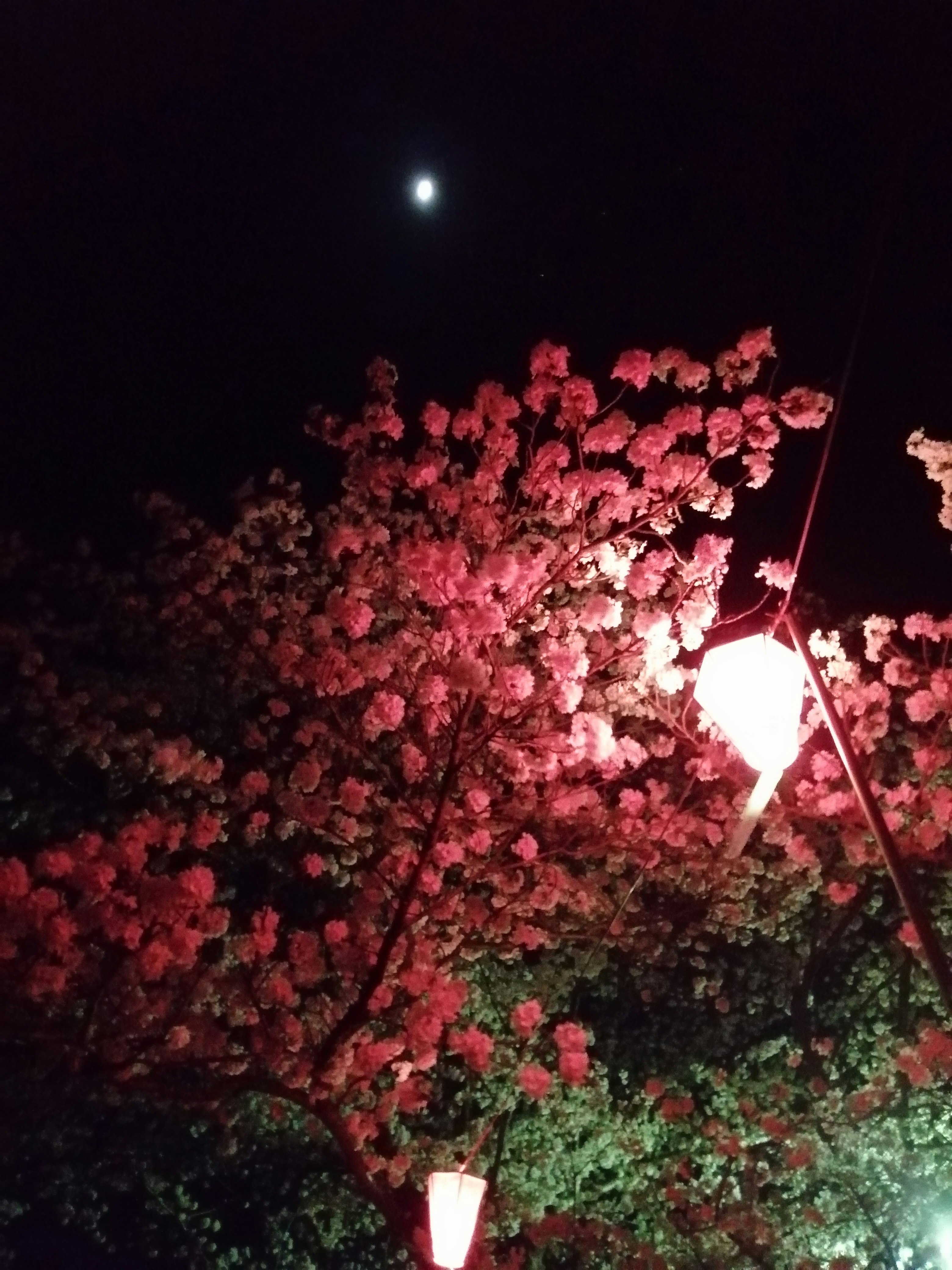 夜空の下で赤い花と月明かりのような光が差す街角の照明