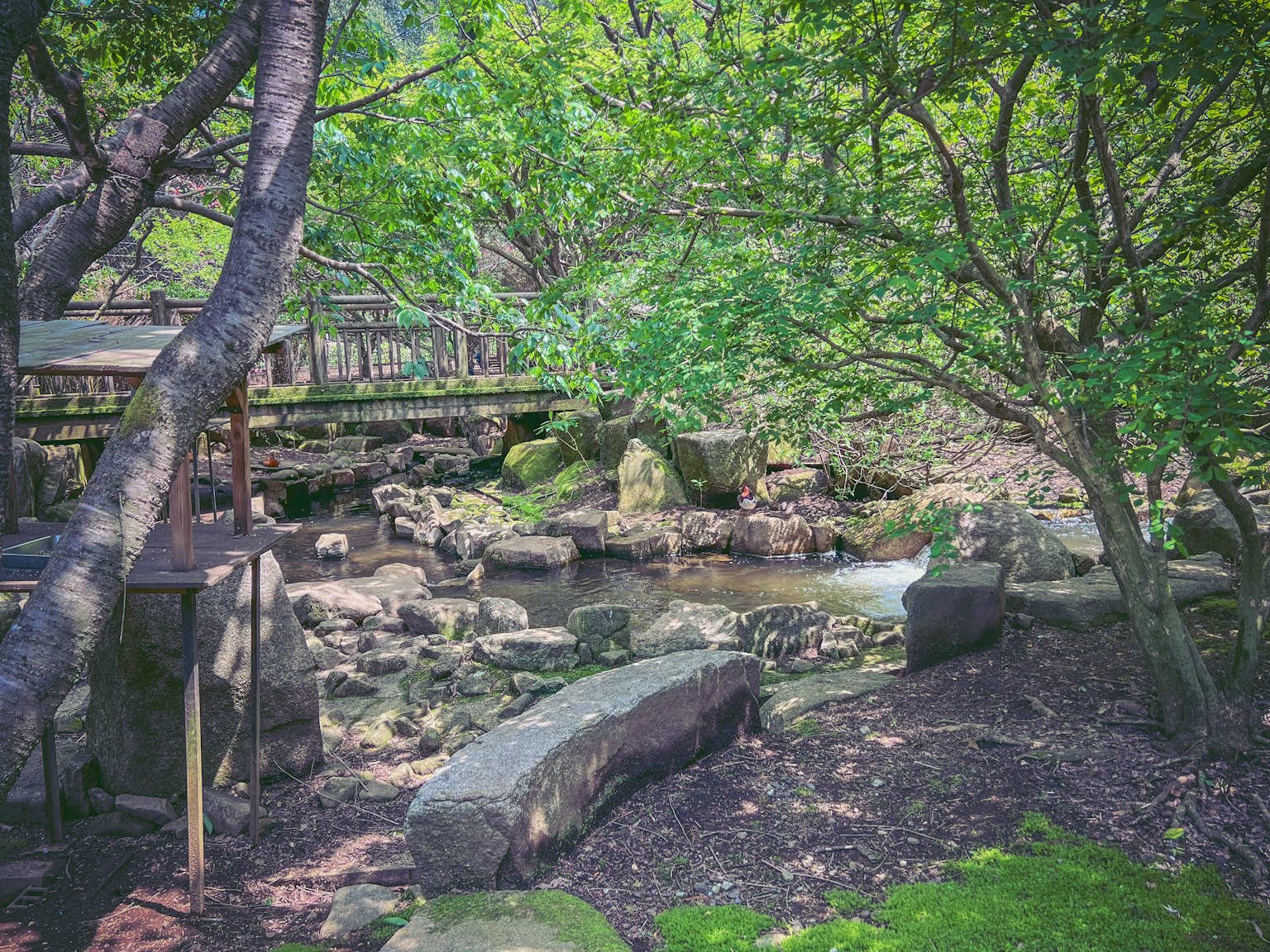 Vue pittoresque d'un ruisseau entouré de verdure luxuriante avec un pont en bois