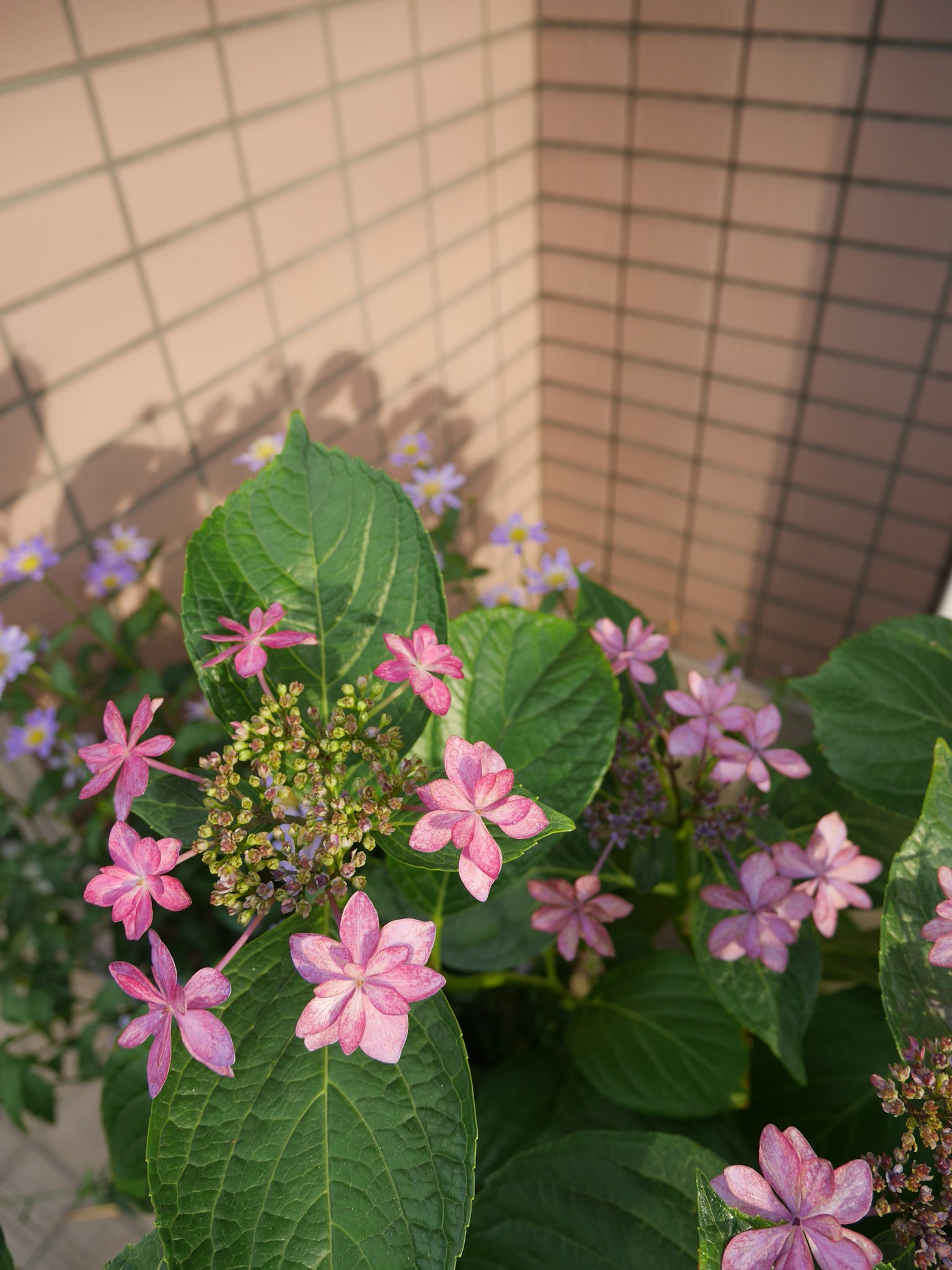靠近有纹理的墙壁的一簇粉色花朵和绿色叶子