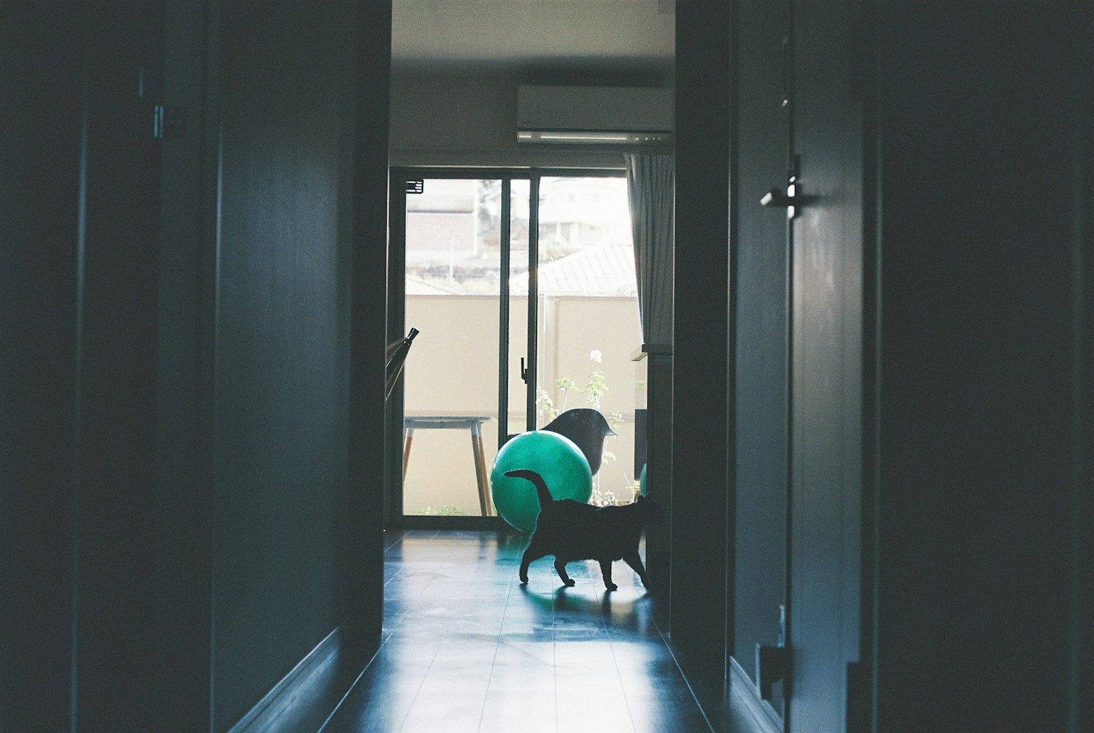 Perro caminando en un pasillo oscuro con una pelota verde