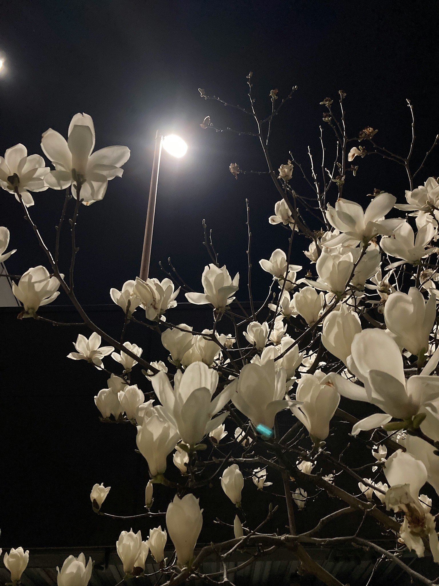 Ramas de árbol con flores blancas iluminadas por una farola de noche