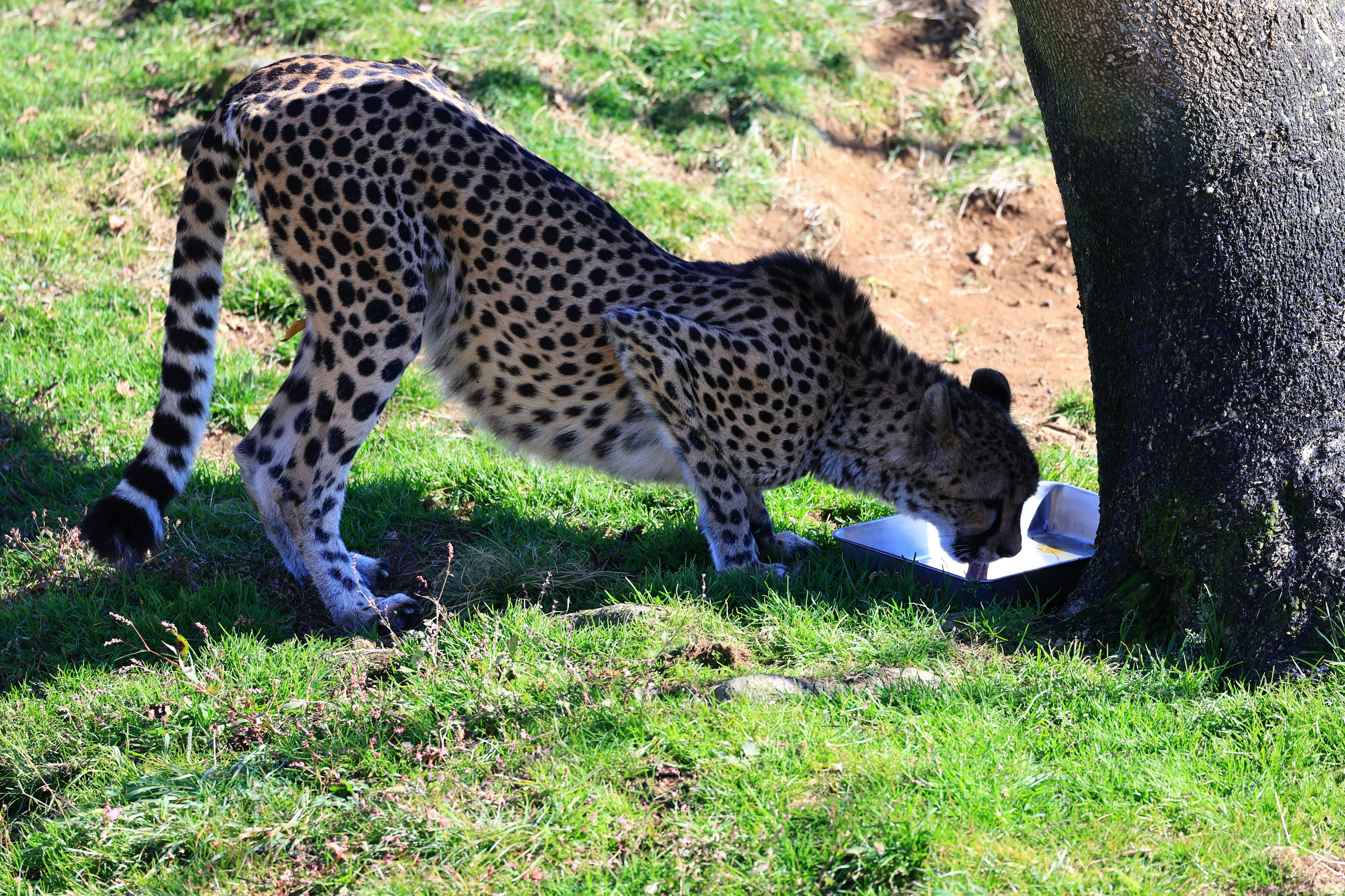 草地で餌を食べるヒョウ
