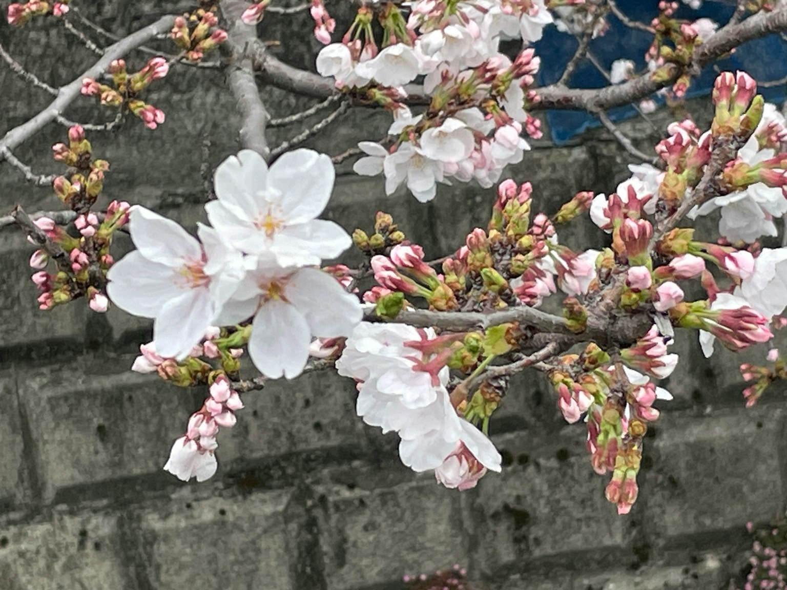 Cận cảnh hoa anh đào và nụ trên cành