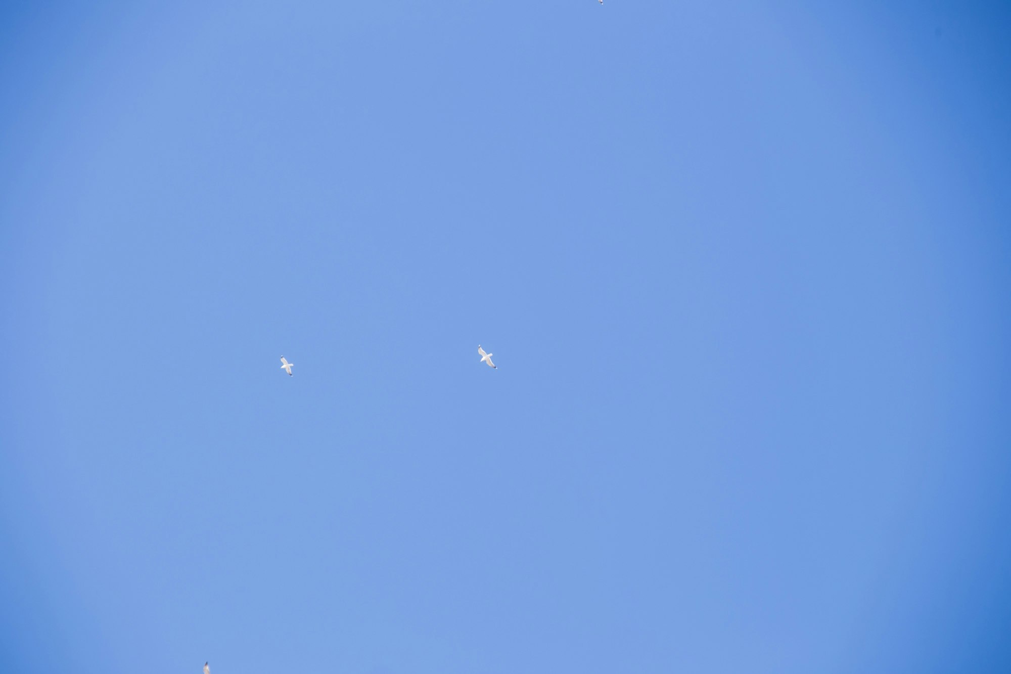 青空に浮かぶ小さな鳥の群れ