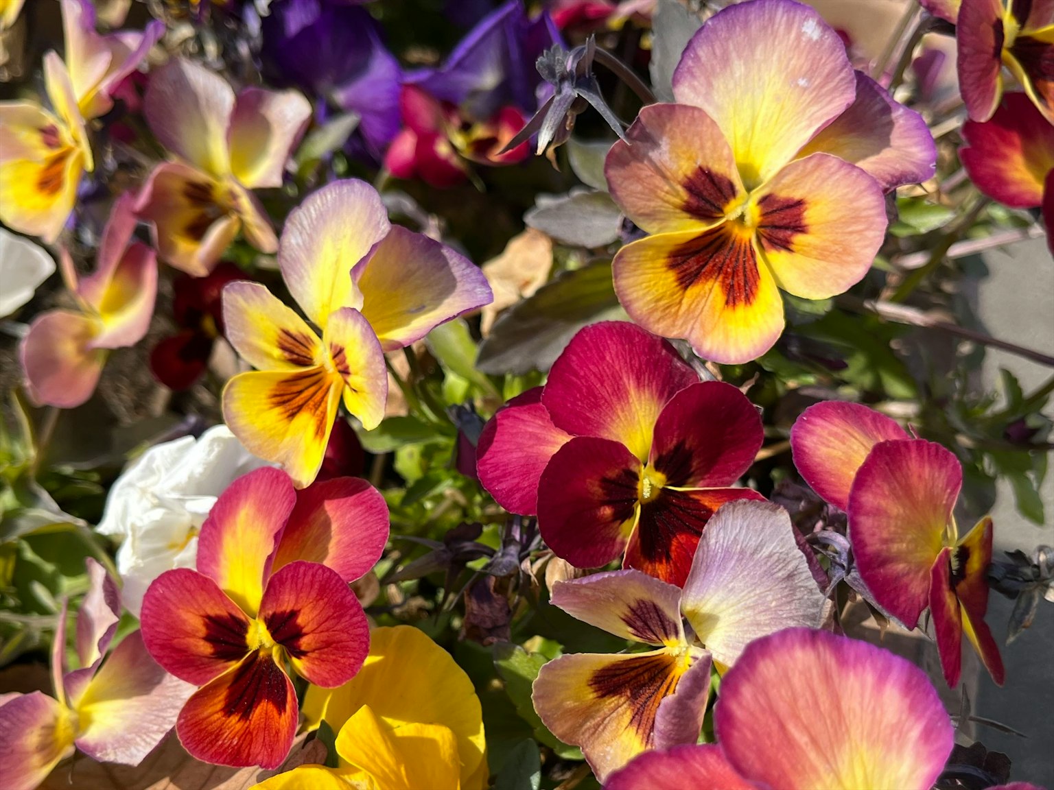 Fiori di viole del pensiero colorati in piena fioritura