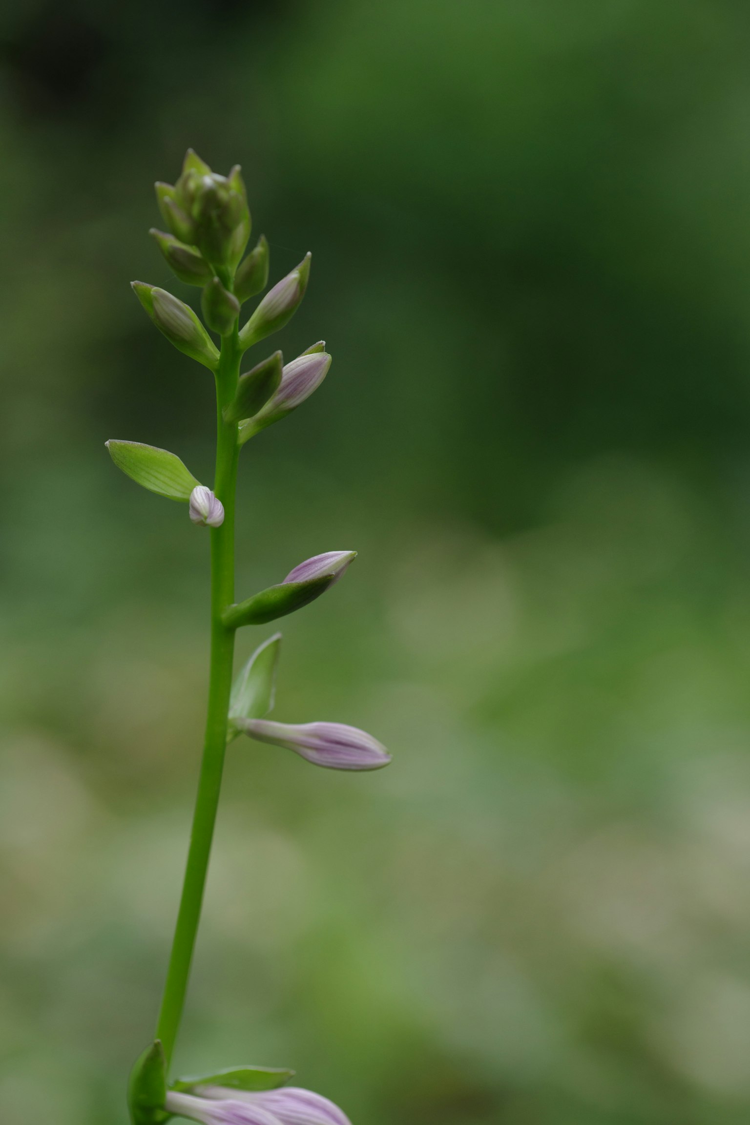 綠色背景上的細長莖和花蕾