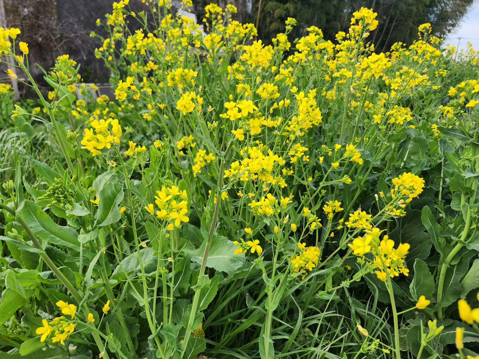 Cluster of green plants with bright yellow flowers
