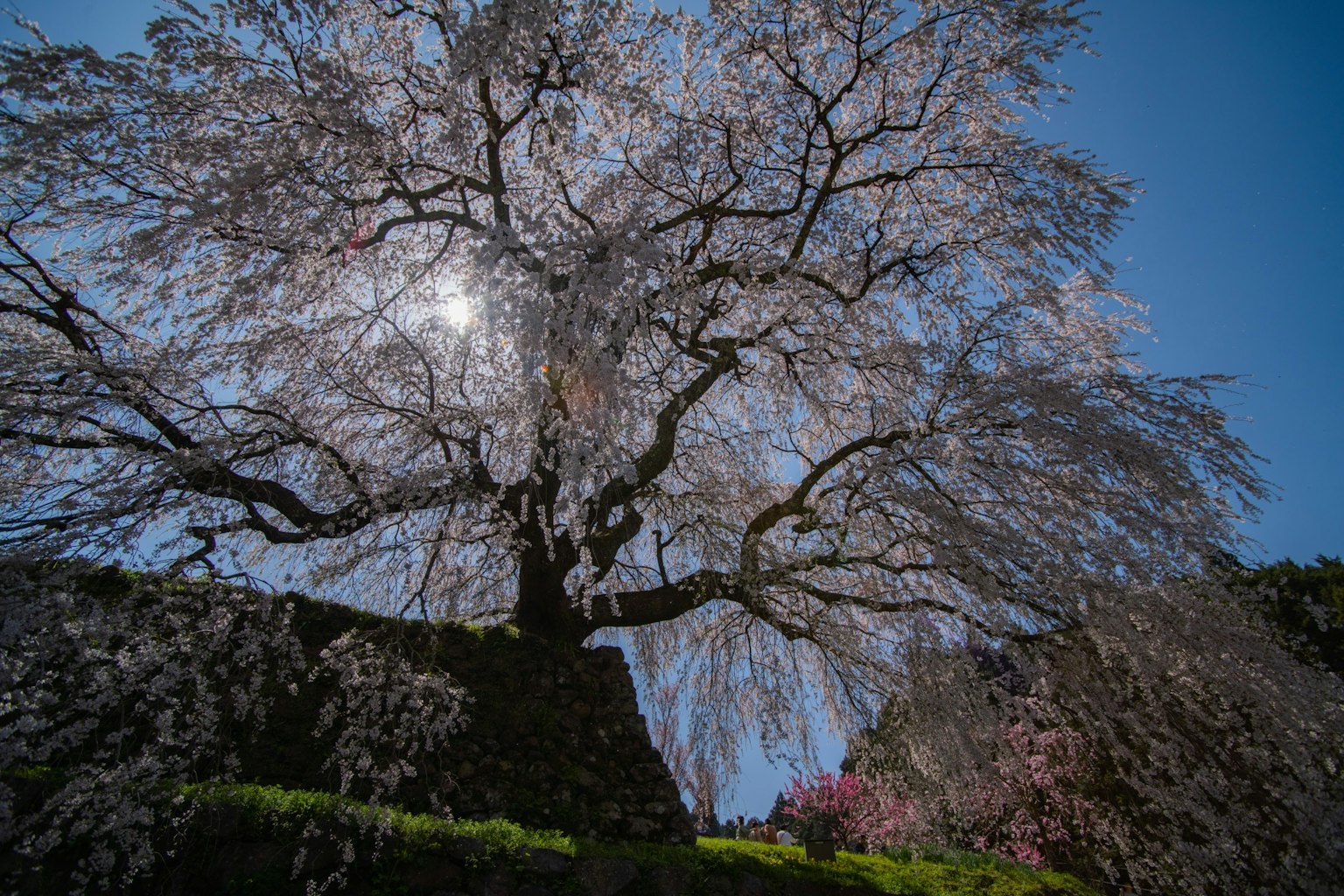 Un cerisier en fleurs sous un ciel bleu clair