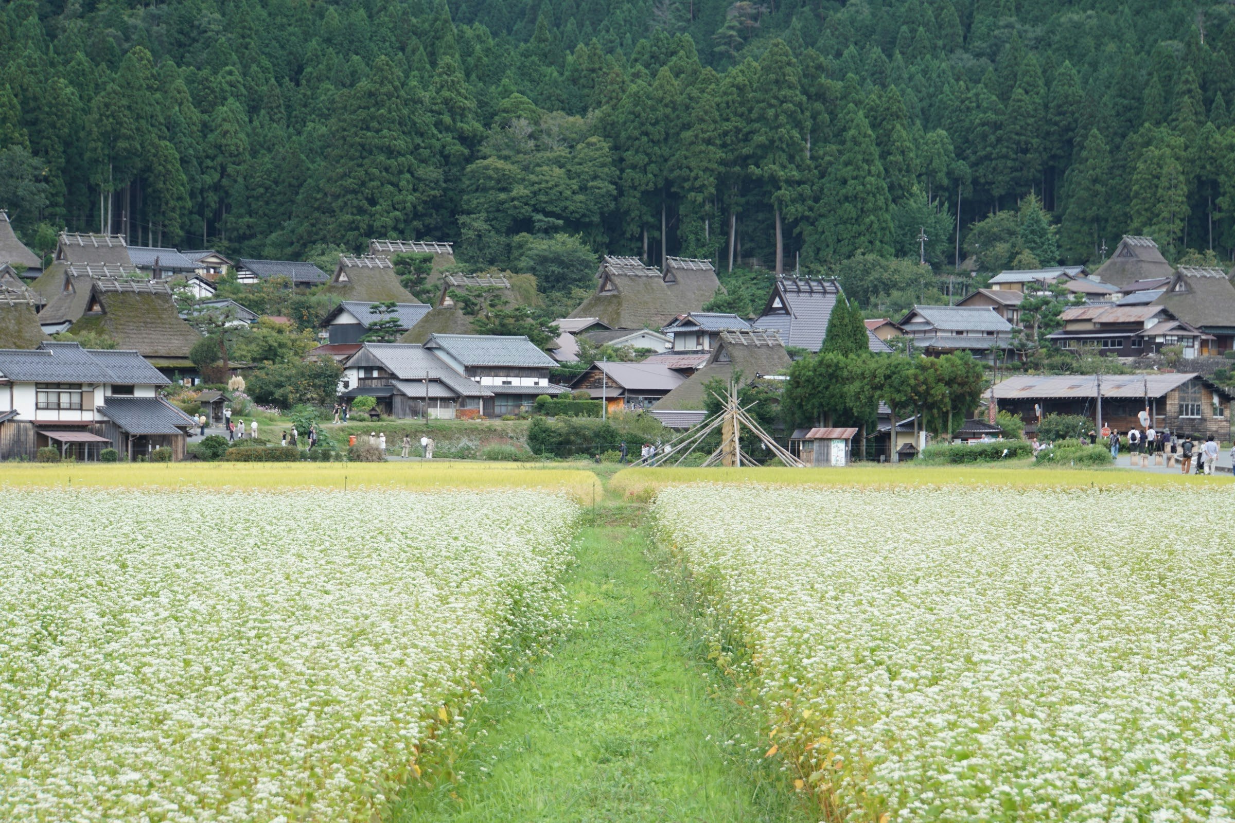棚田の小道と集落の家並みが見える田園風景