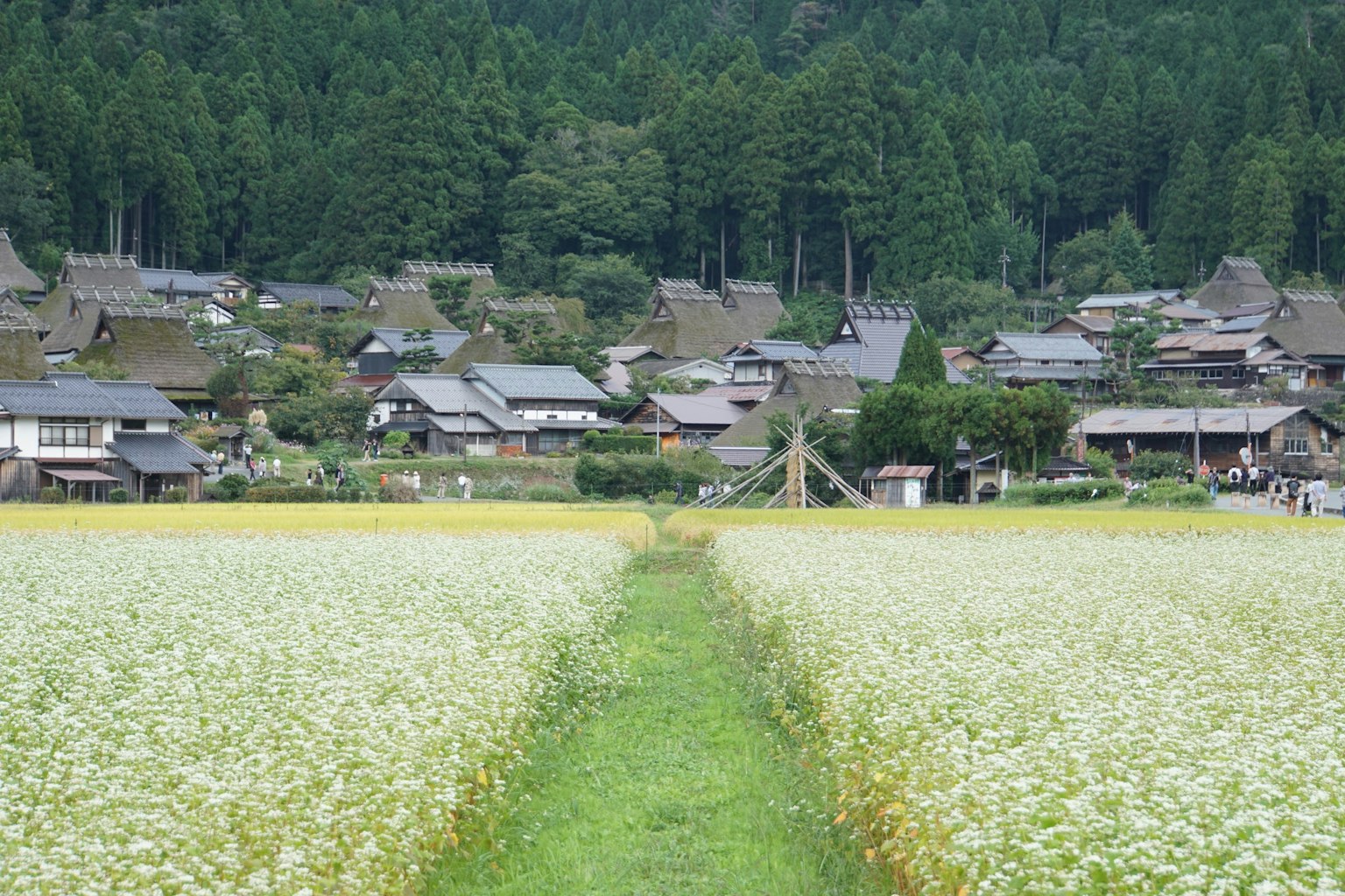 Desa Jepang tradisional dikelilingi ladang padi hijau dan bunga putih