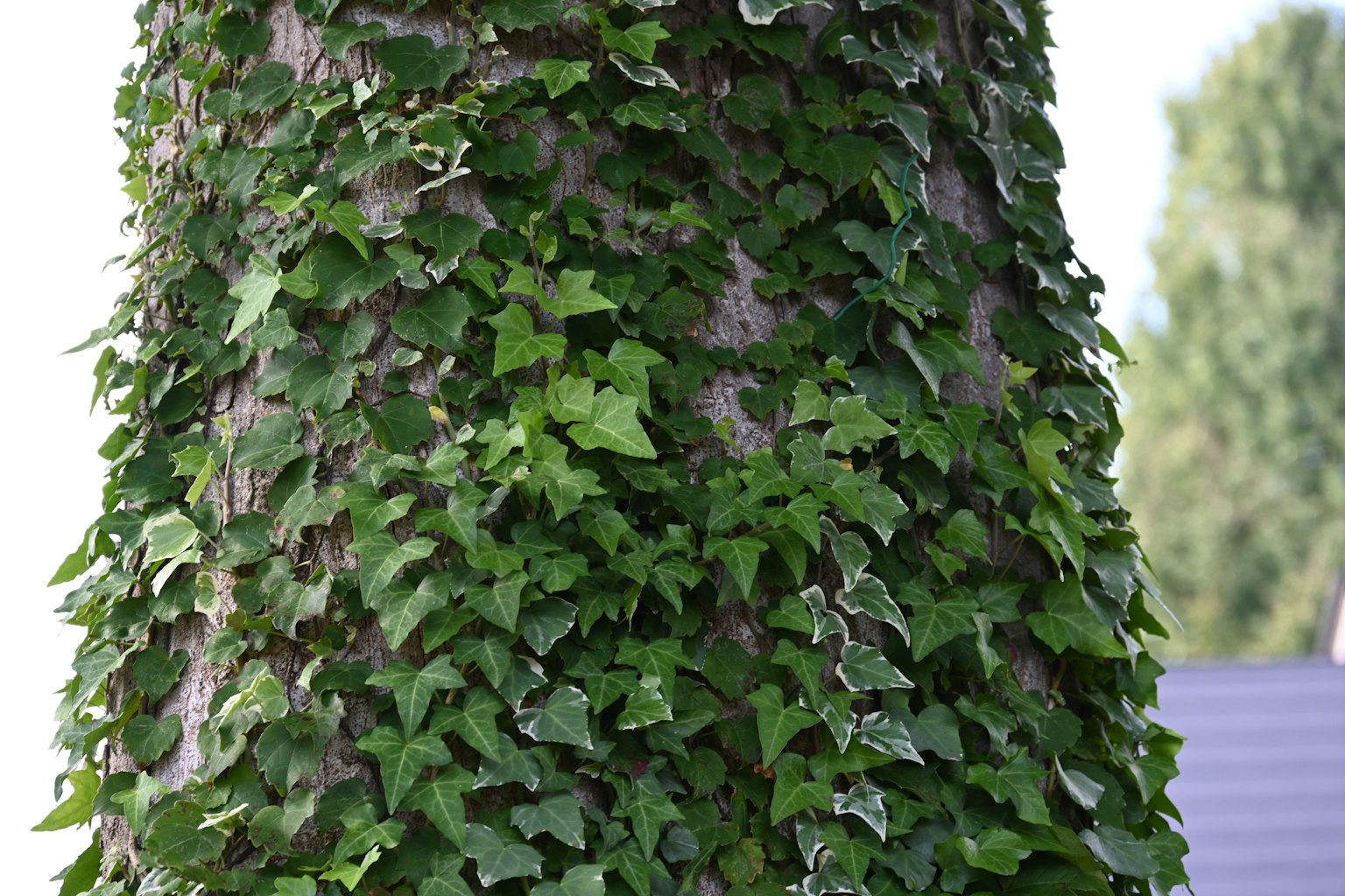 Feuilles d'ivy épaisses recouvrant un tronc d'arbre