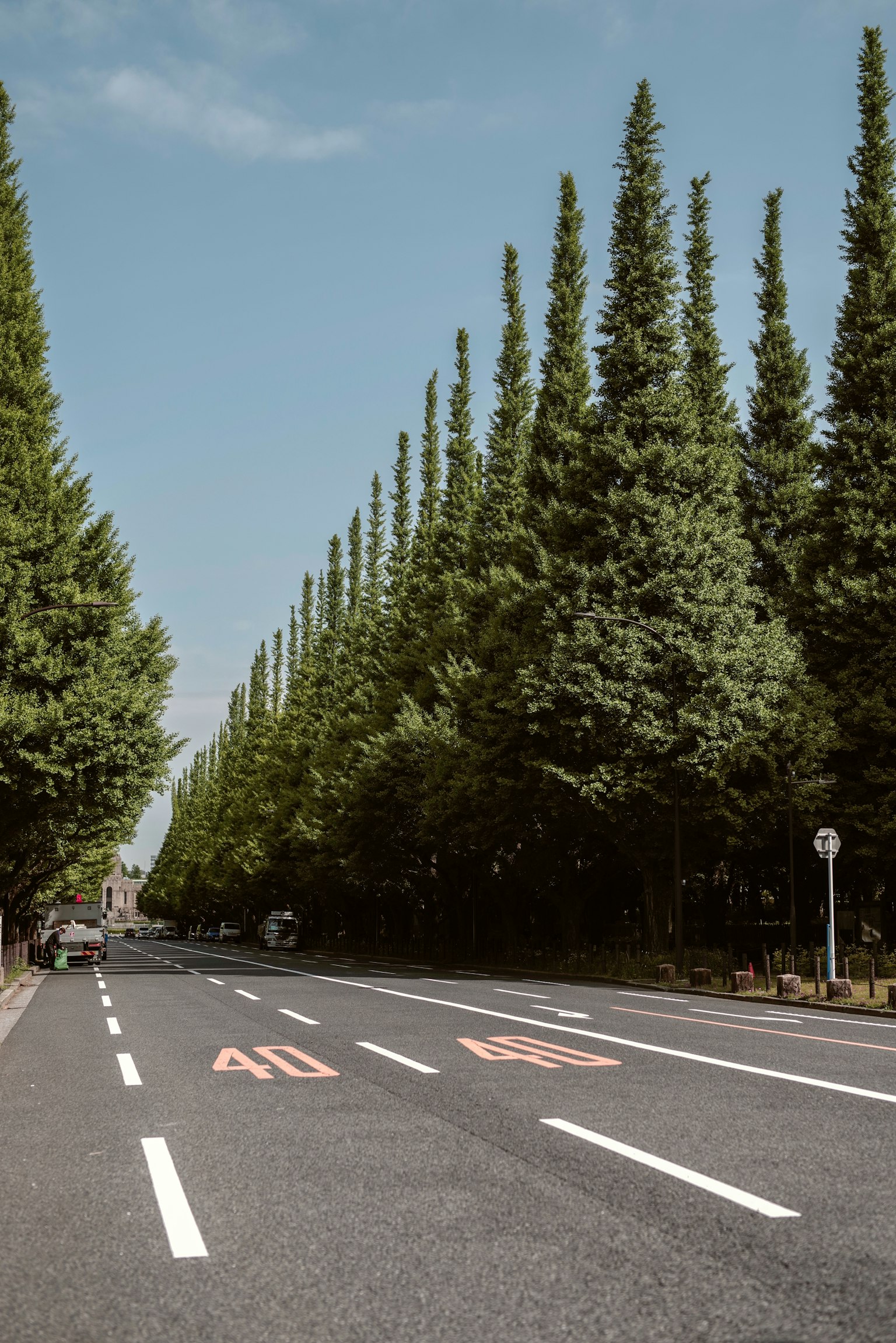 A scenic road lined with tall green trees