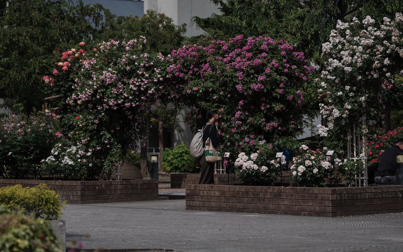 Lebendige Parkszenen mit bunten Blumen und floralem Bogen einzigartige Grünflächen