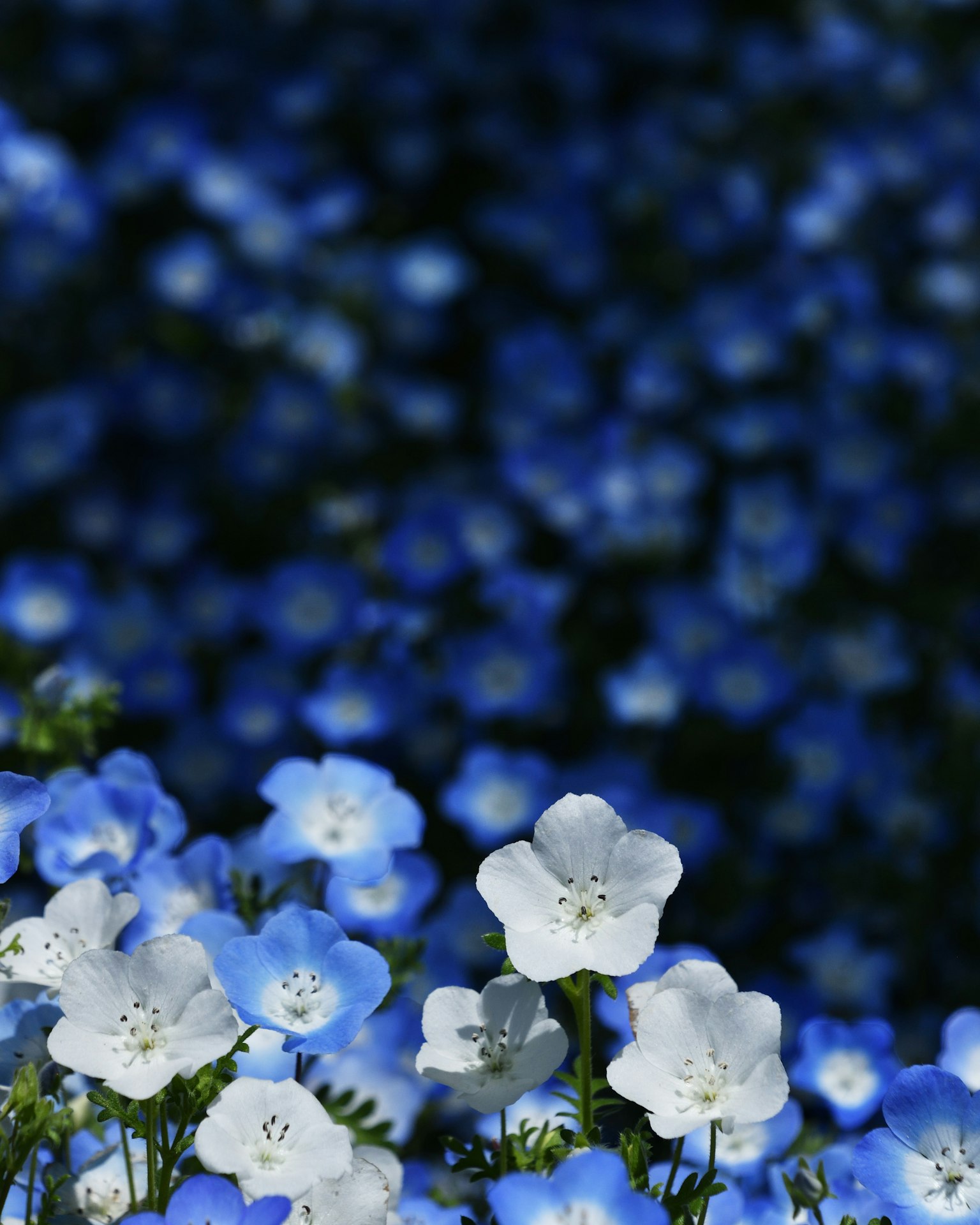 Campo di fiori blu e bianchi sfocati