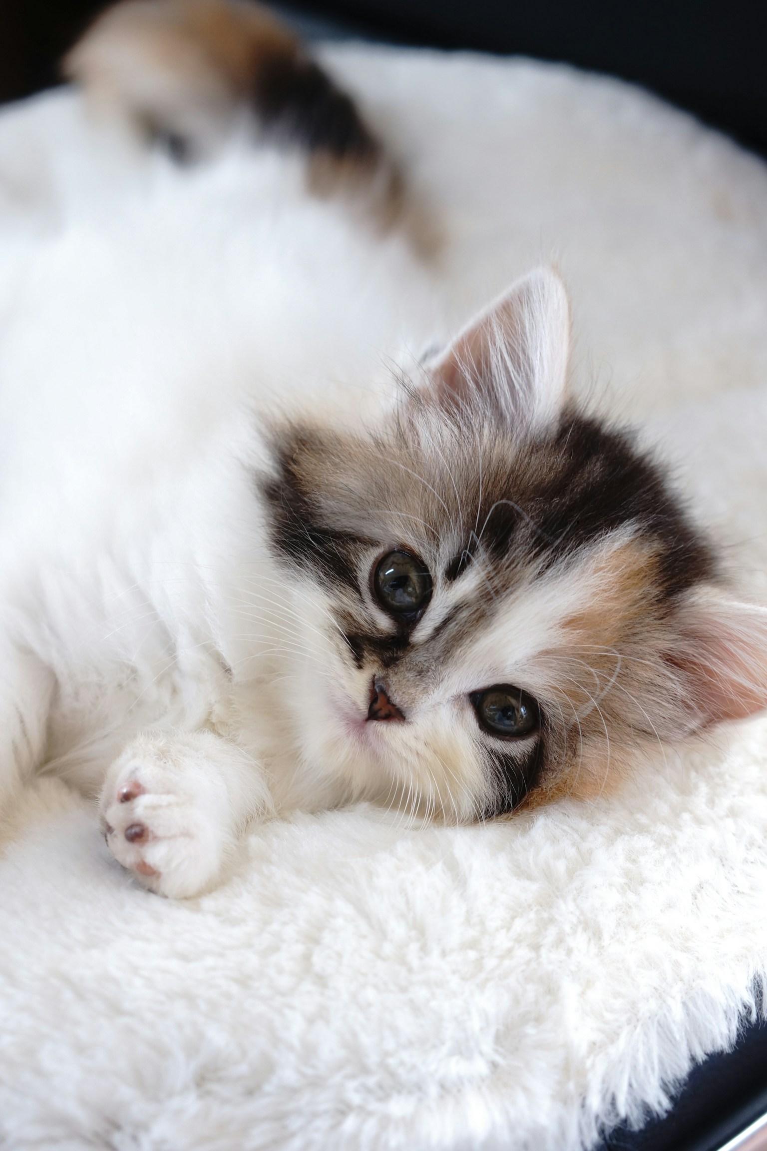一只小毛茸茸的猫躺在柔软的垫子上