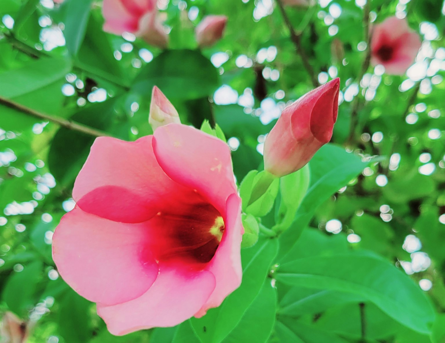 Primo piano di fiori rosa e gemme circondati da foglie verdi