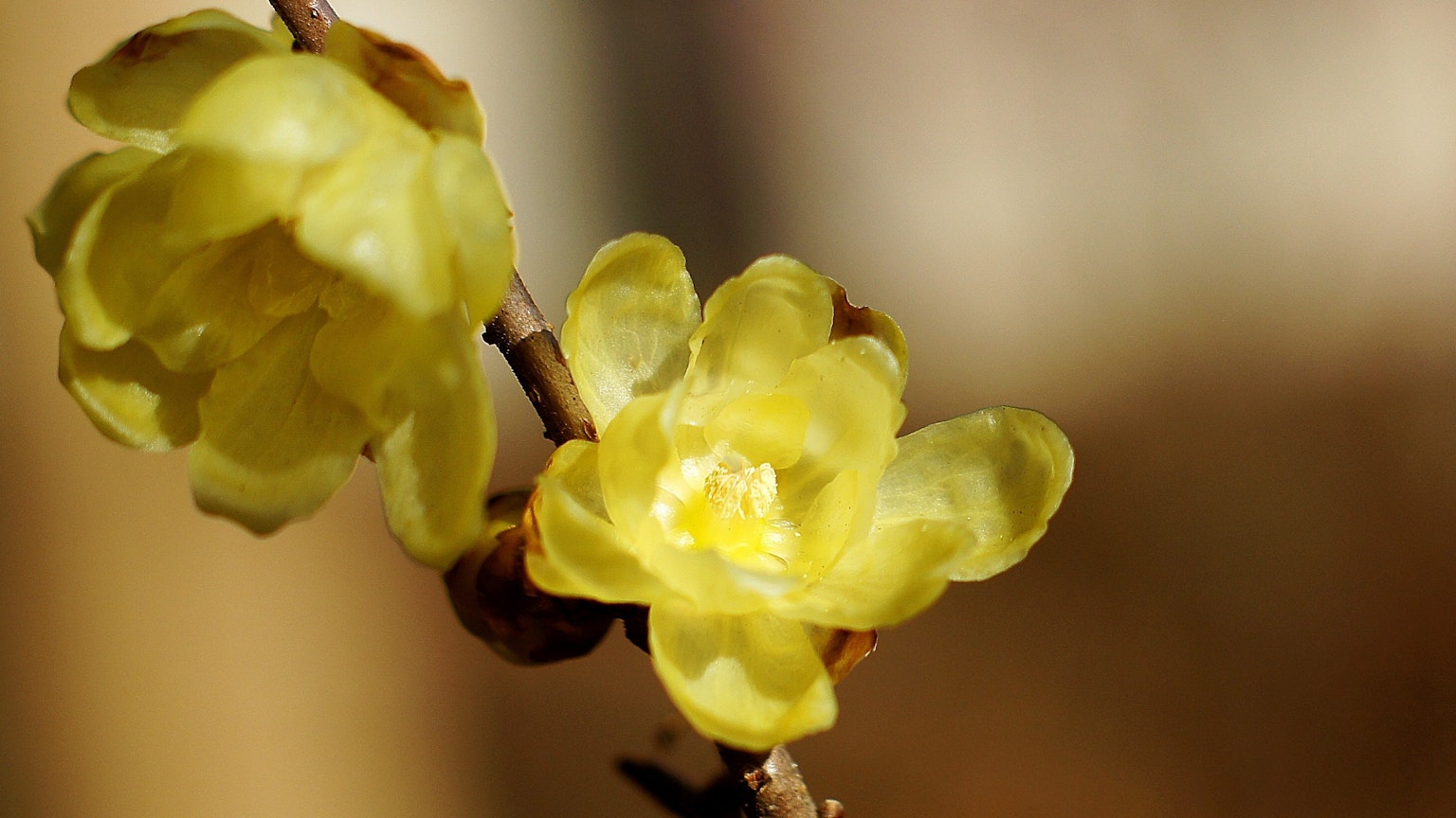 Close-up bunga kuning yang mekar di cabang