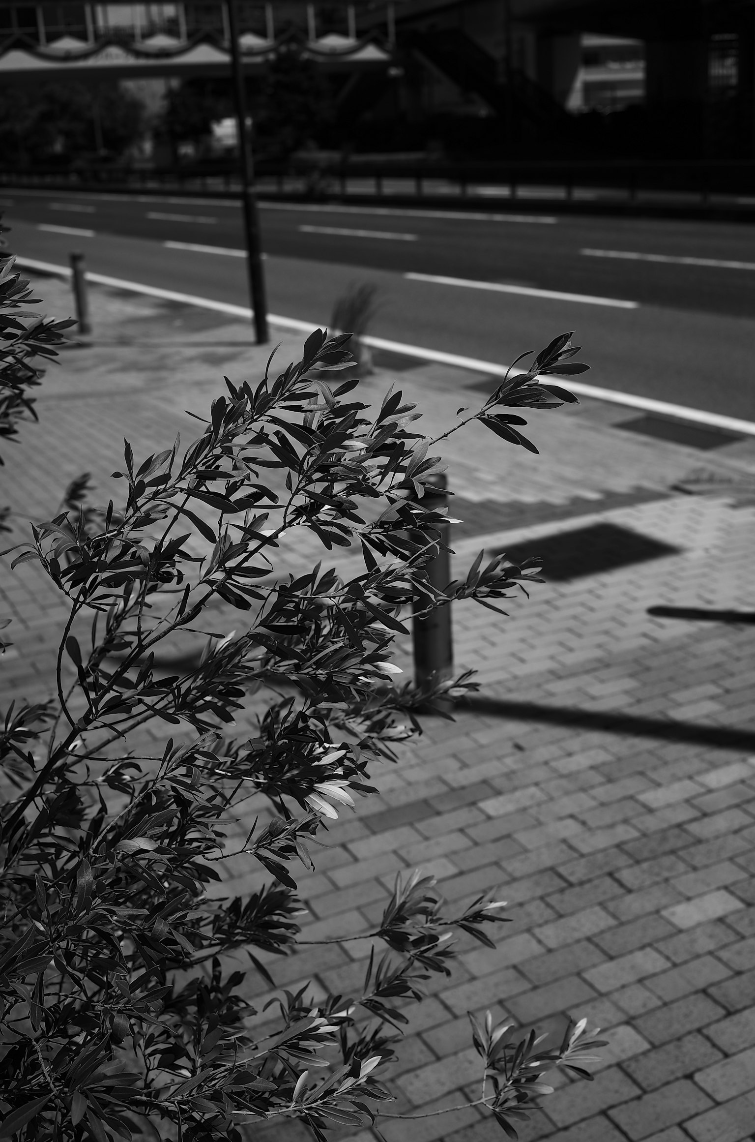 Foto in bianco e nero di un marciapiede con una pianta e una strada