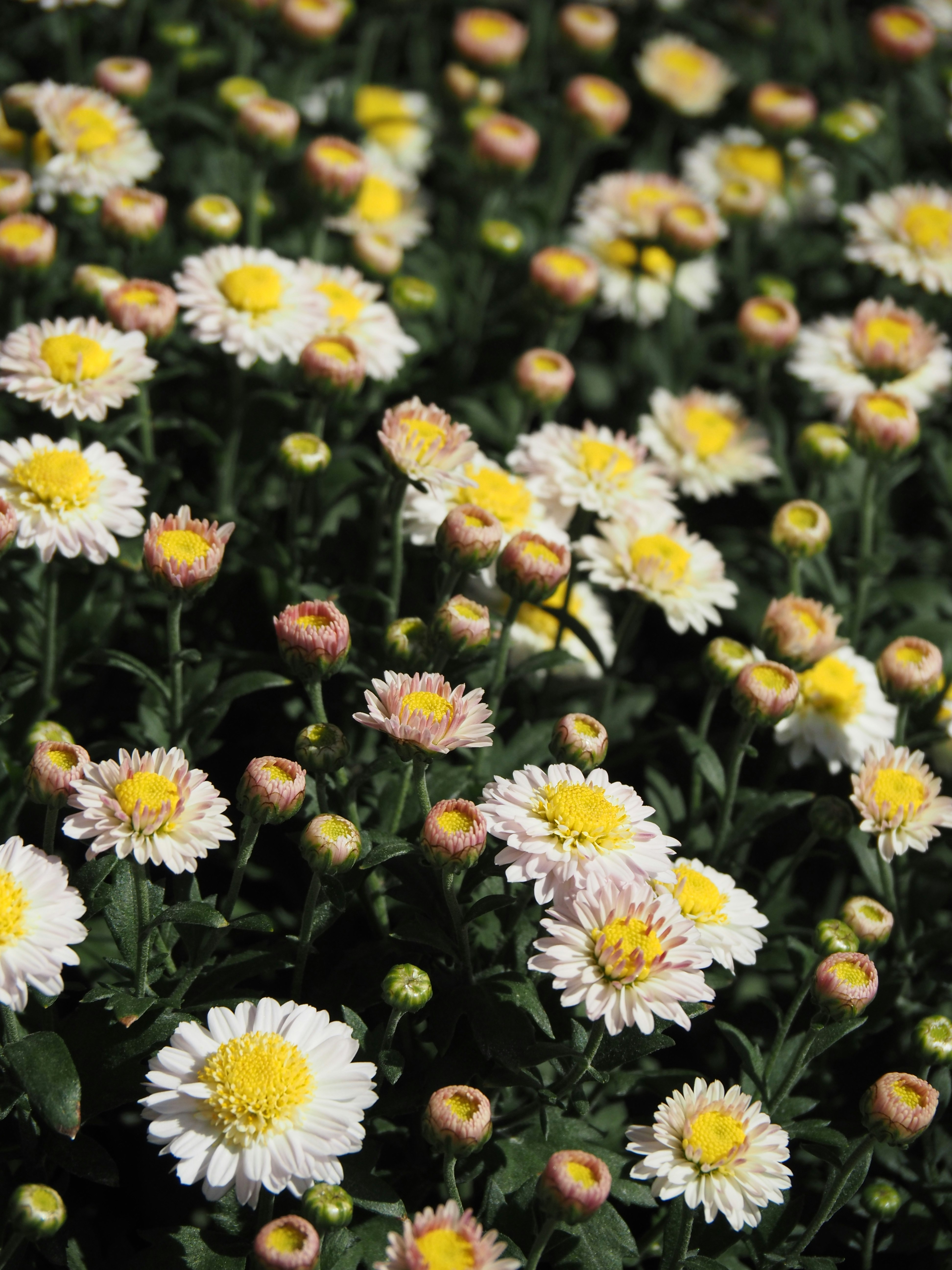 菊の花が咲く花畑のクローズアップ
