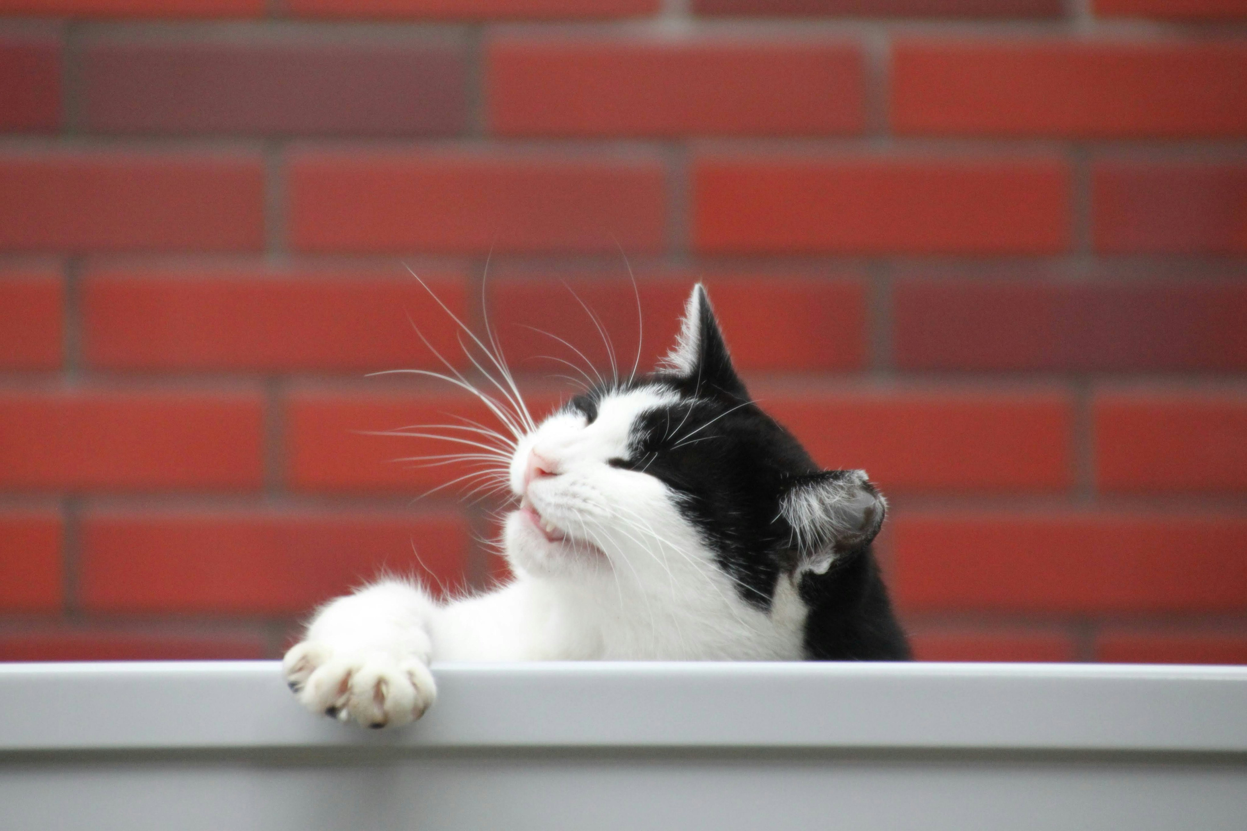赤いレンガ壁の前で窓枠に寄りかかる白黒の猫